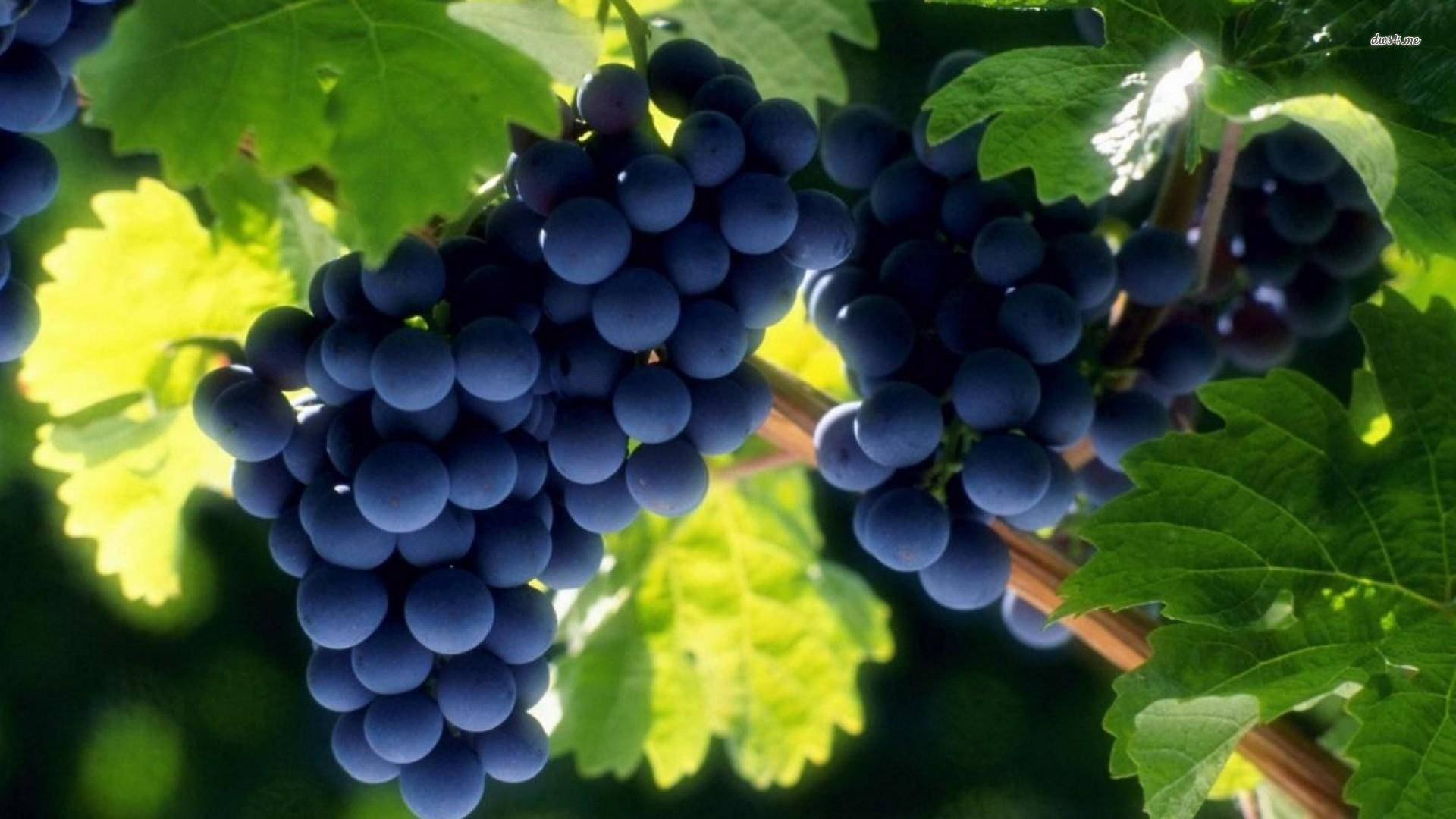 Ripe Autumn Royal Grapes Background