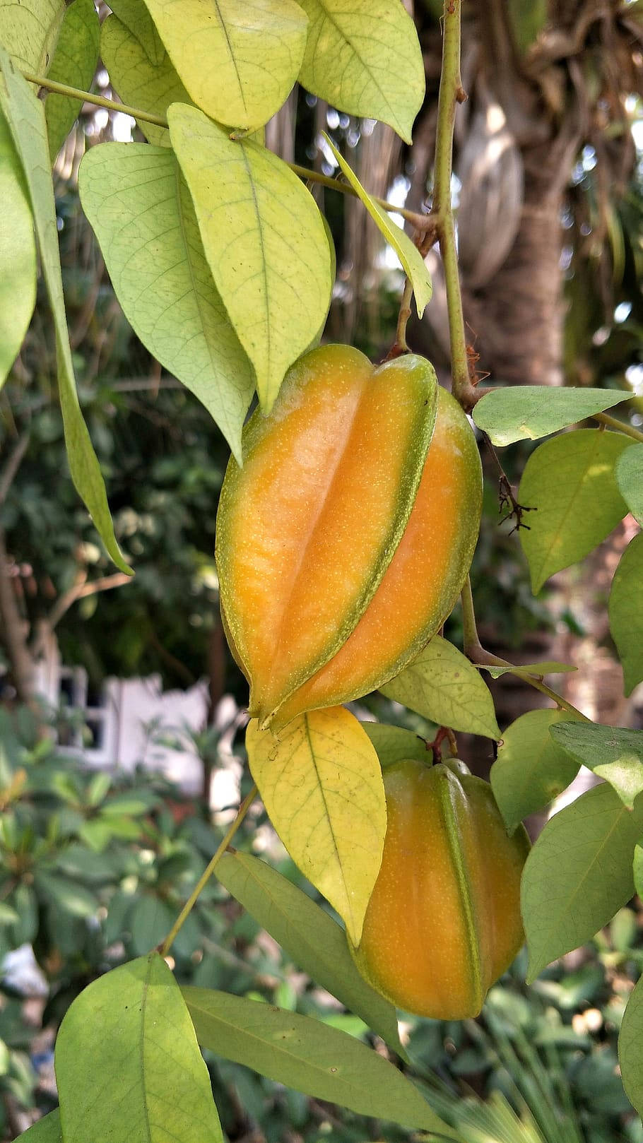 Ripe Carambola Hanging On Tree Background