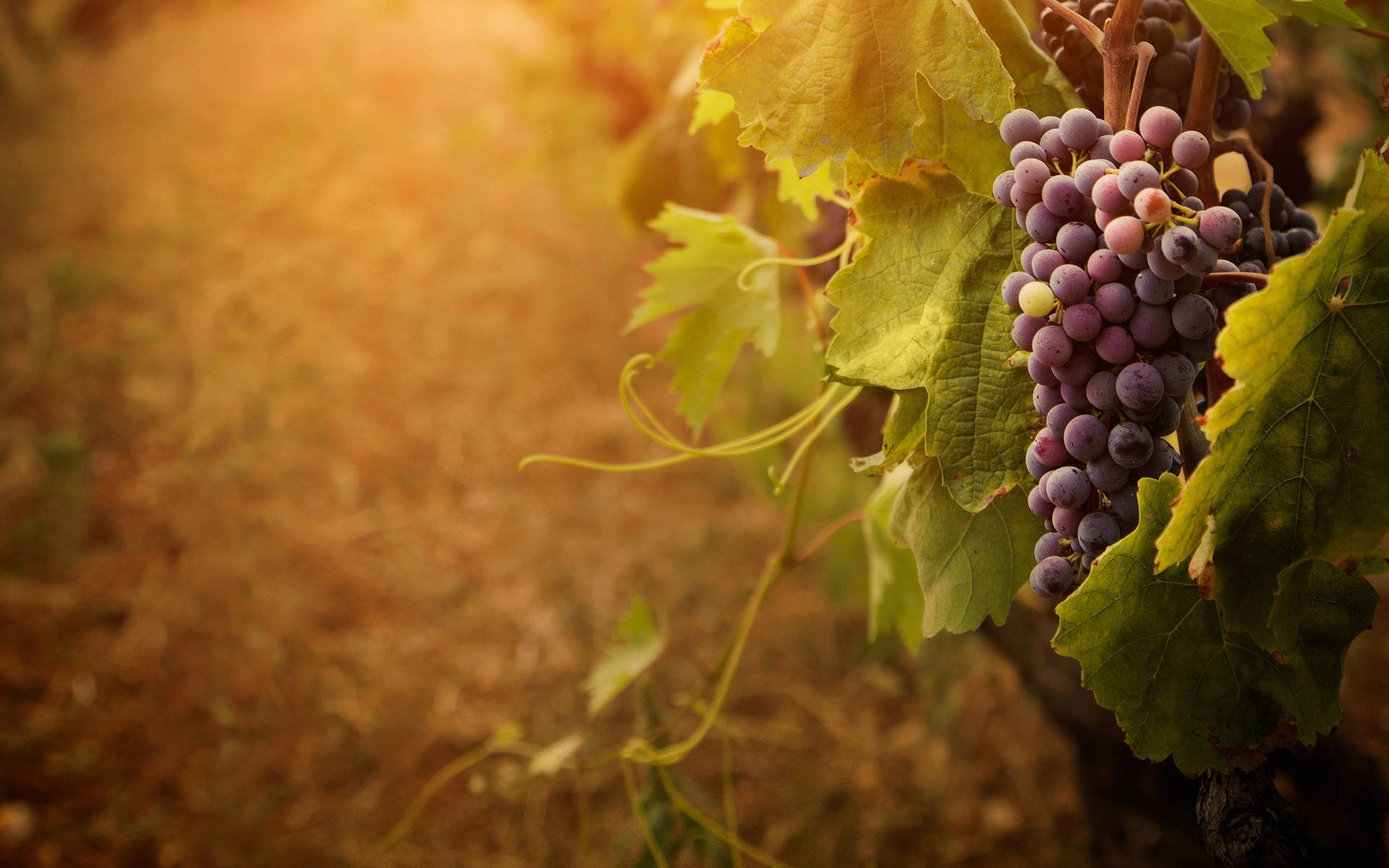 Ripe Concord Purple Grapes Background