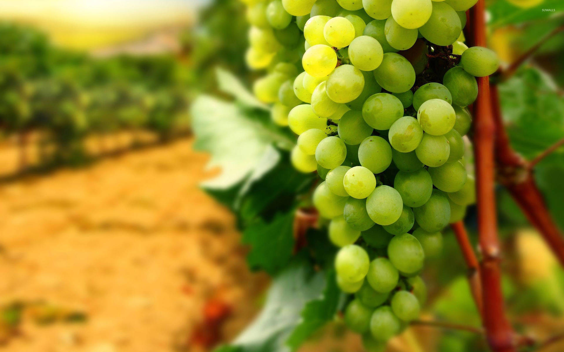 Ripe Dominga Green Grapes On Vine Background