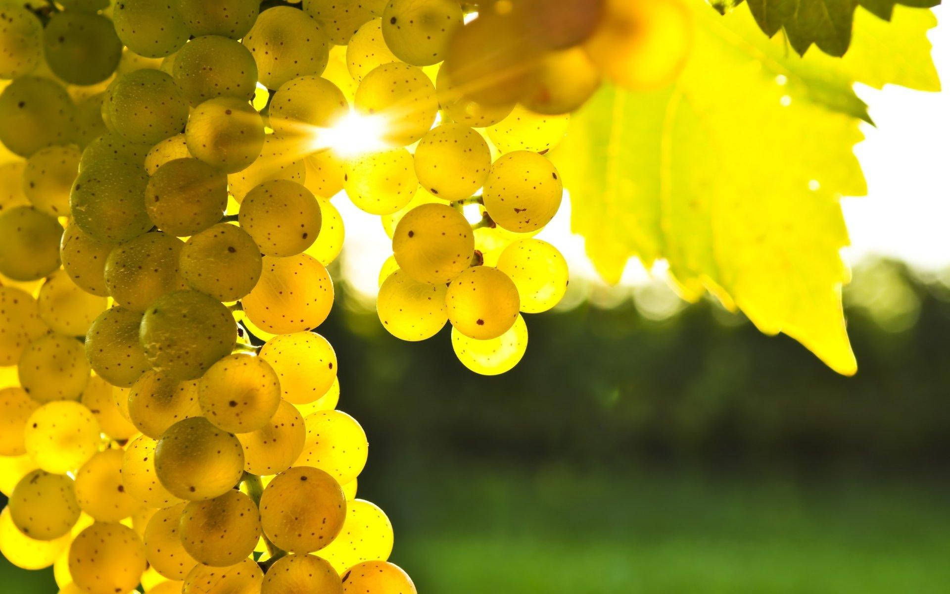 Ripe Dominga Green Grapes Background