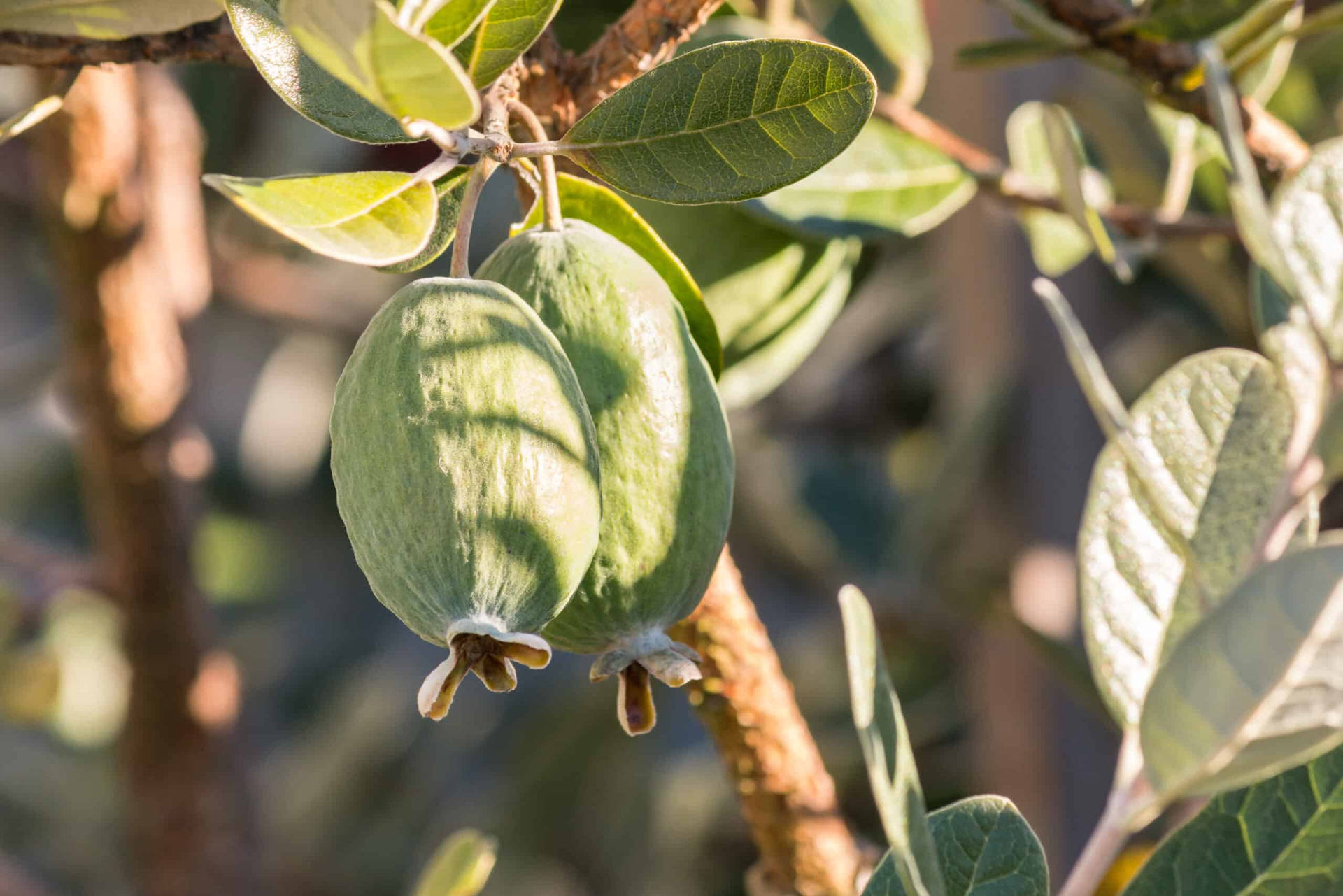 Ripe Feijoas On A Tree Background