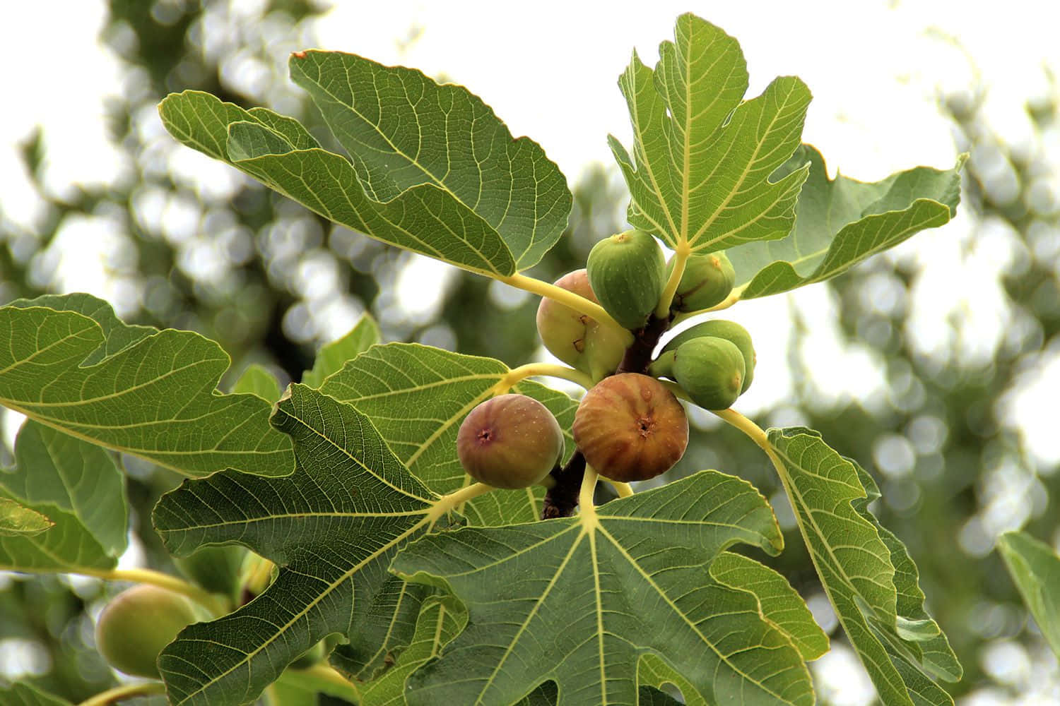 Ripe_ Figs_on_ Tree_ Branch.jpg Background