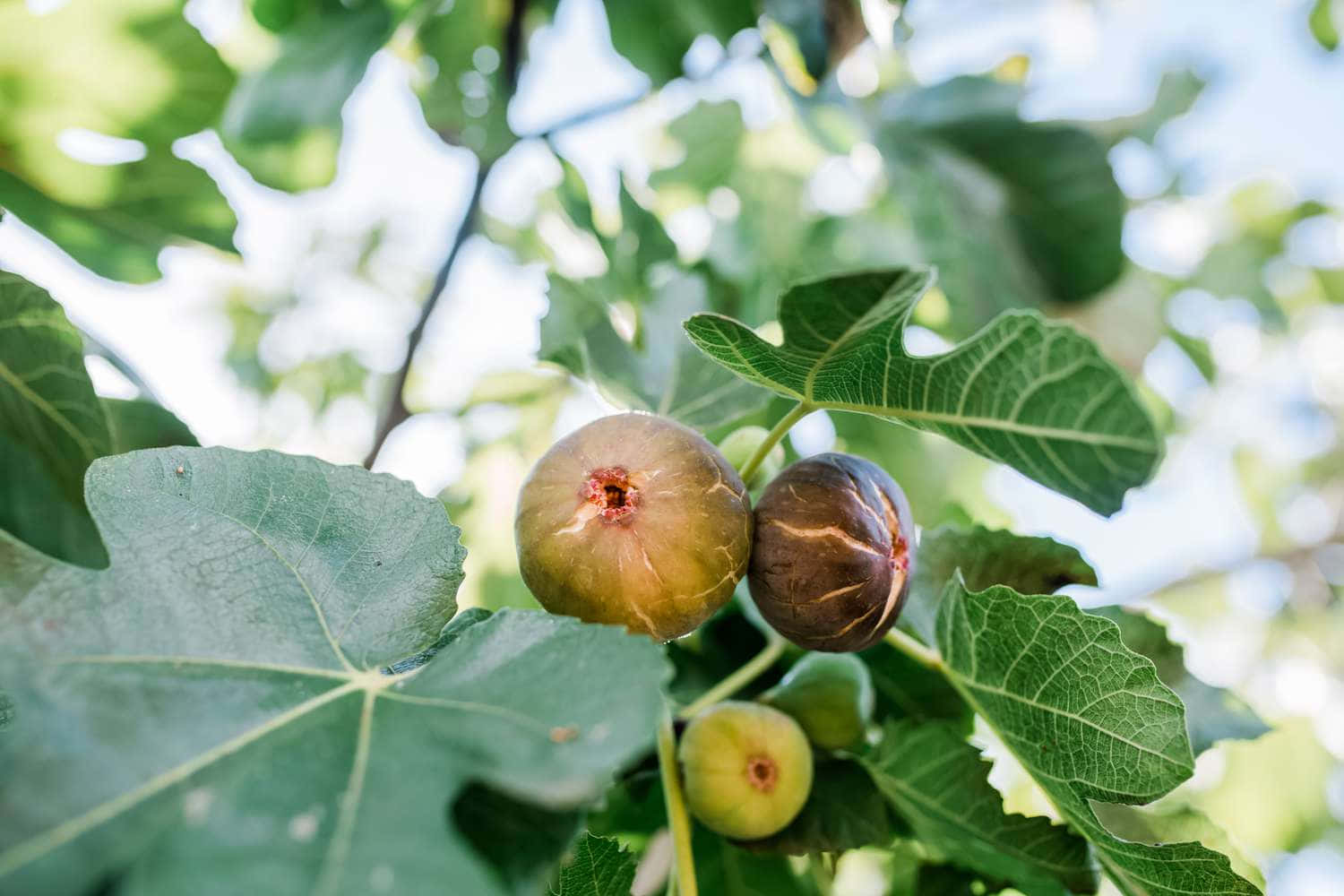 Ripe Figson Tree Branch Background