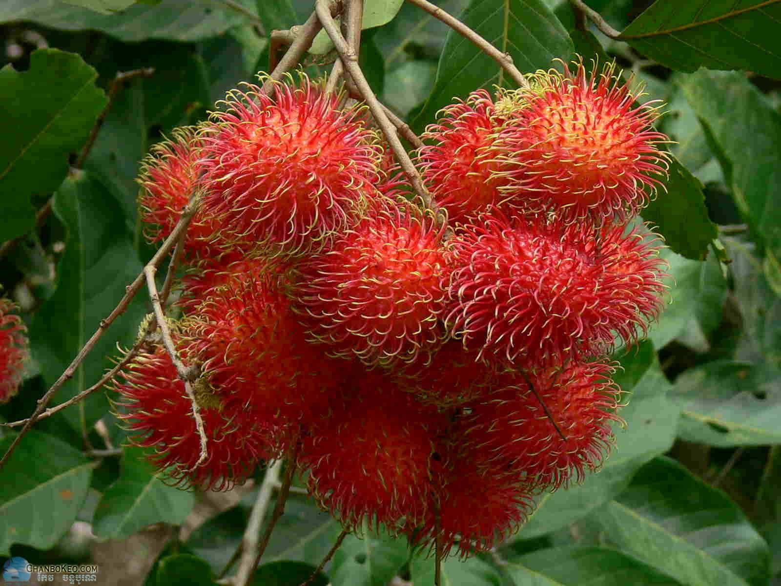 Ripe Fruit Of Pulasan Tree