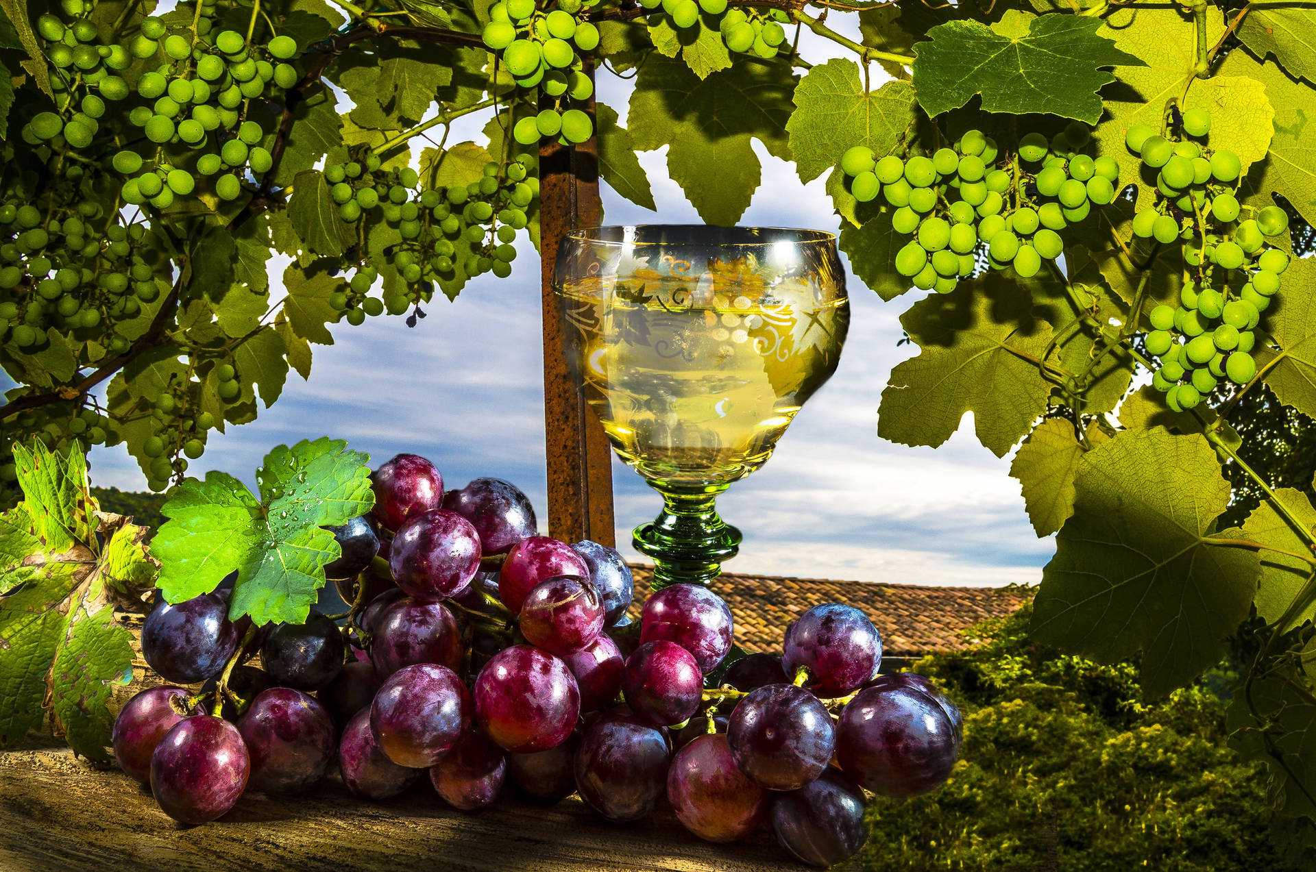 Ripe Grapes On Vine Background
