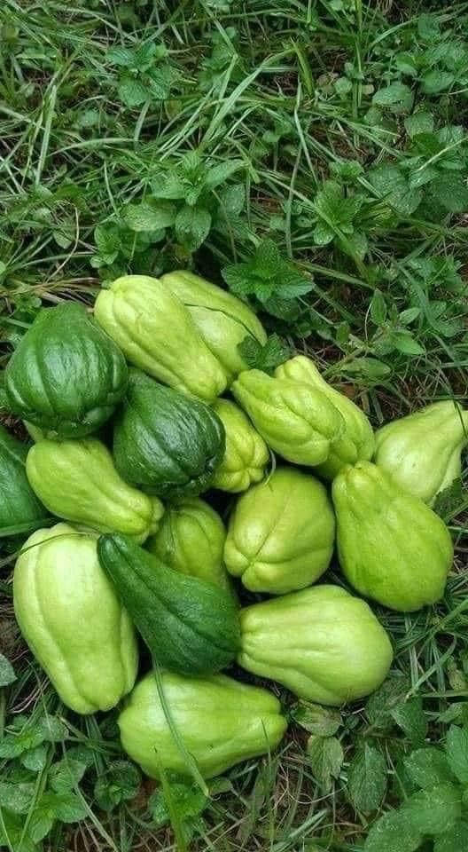 Ripe Harvest Chayote