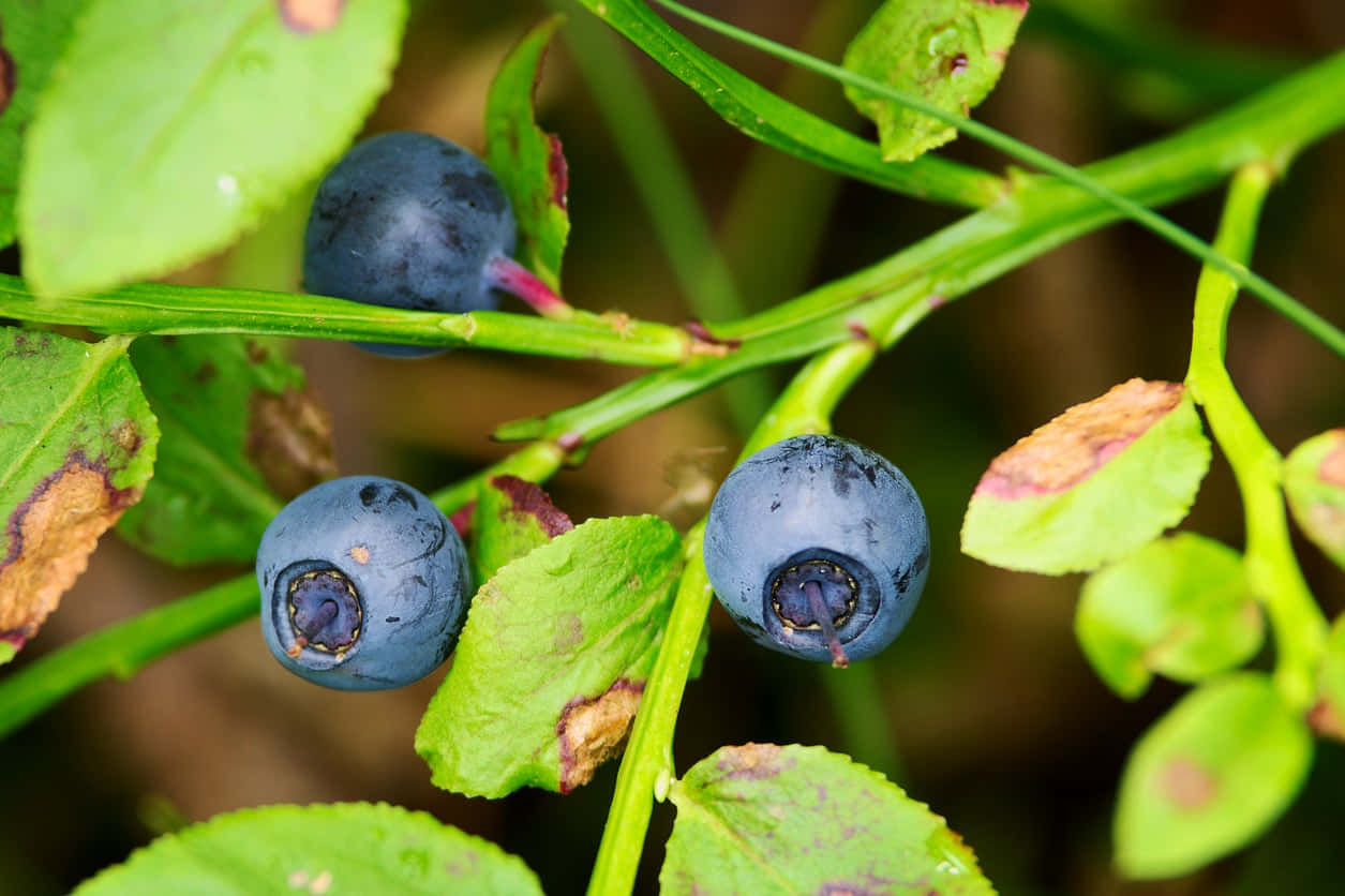 Ripe Huckleberrieson Bush Background