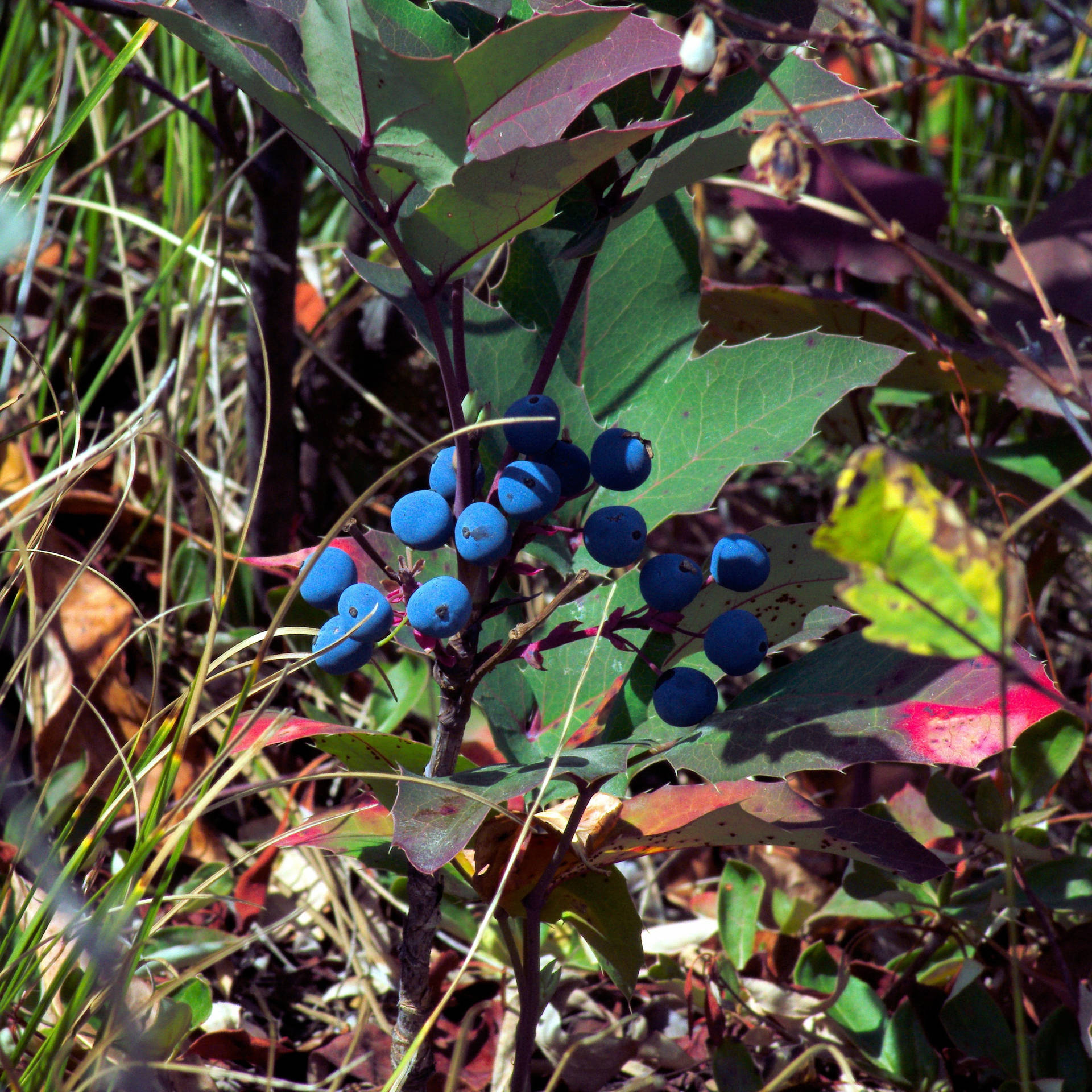 Ripe Huckleberry On Tree Background