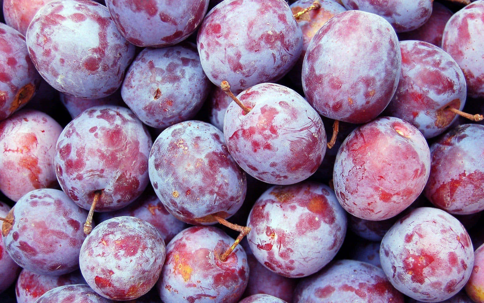 Ripe Indigo Italian Prune Plums Background