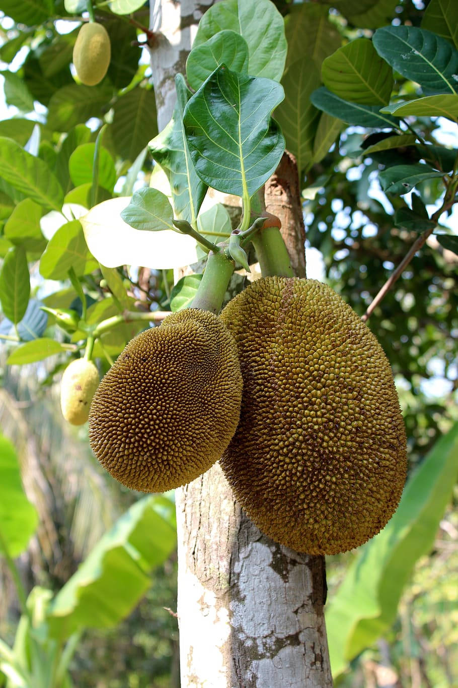 Ripe Jackfruit On The Tree Background