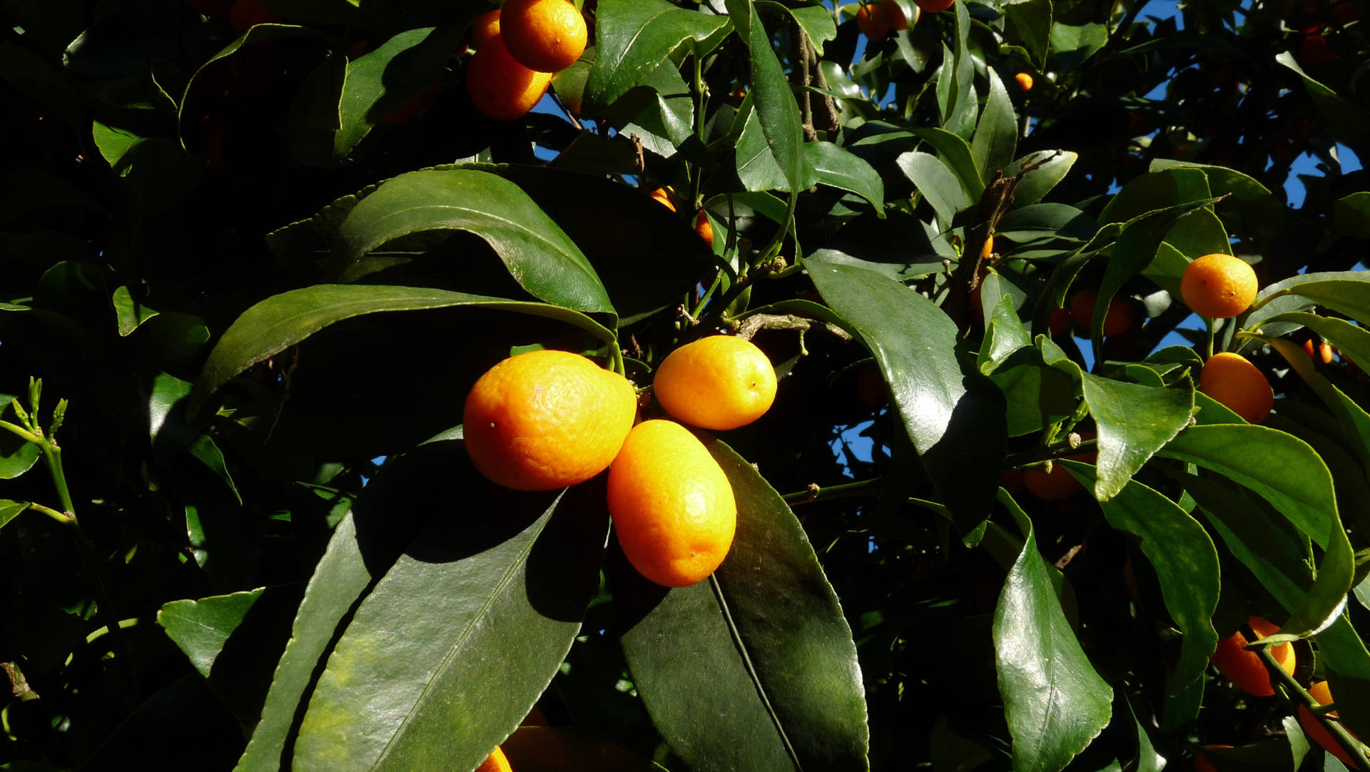 Ripe Kumquat Fruits Tree Close Up