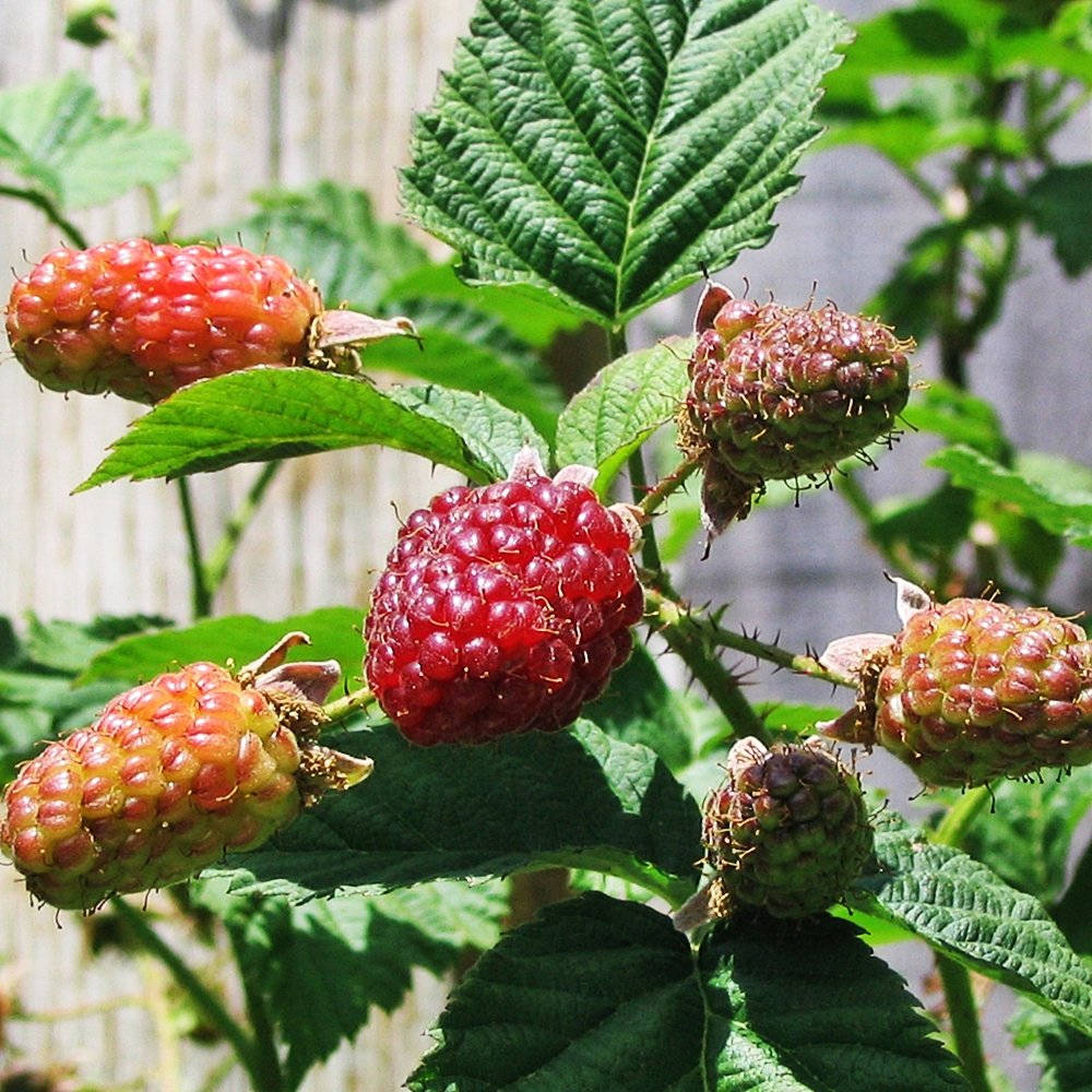 Ripe Loganberry