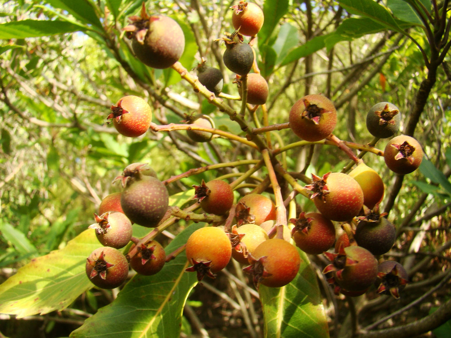 Ripe Loquat Fruits Background