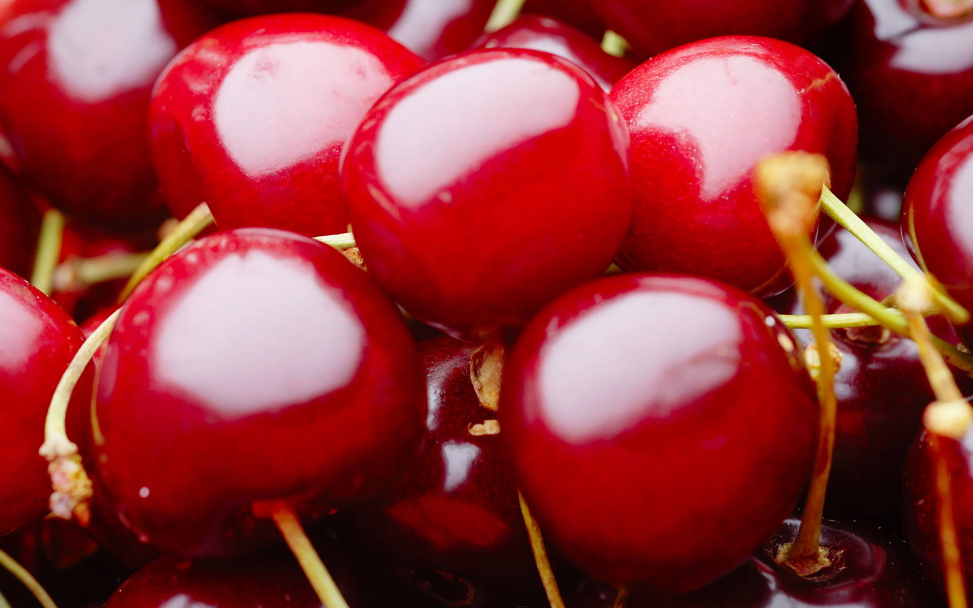 Ripe, Luscious North Star Cherries Against A Clear Blue Sky Background