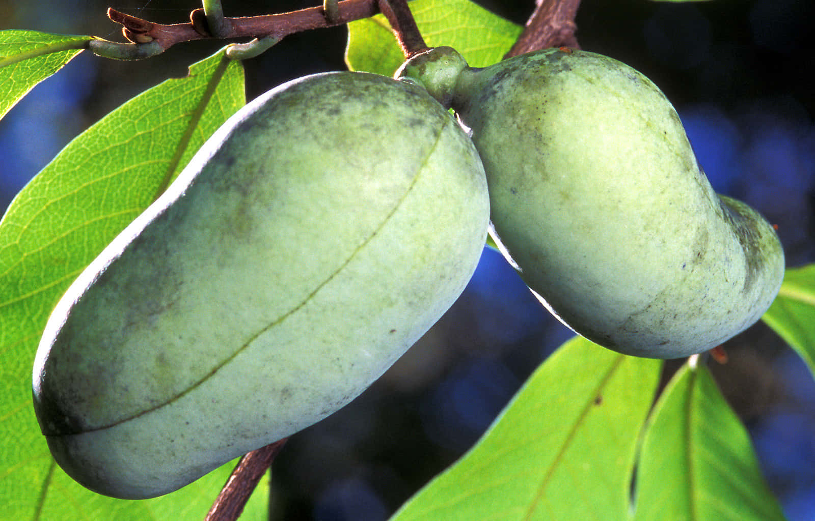 Ripe Pawpaw Fruiton Tree