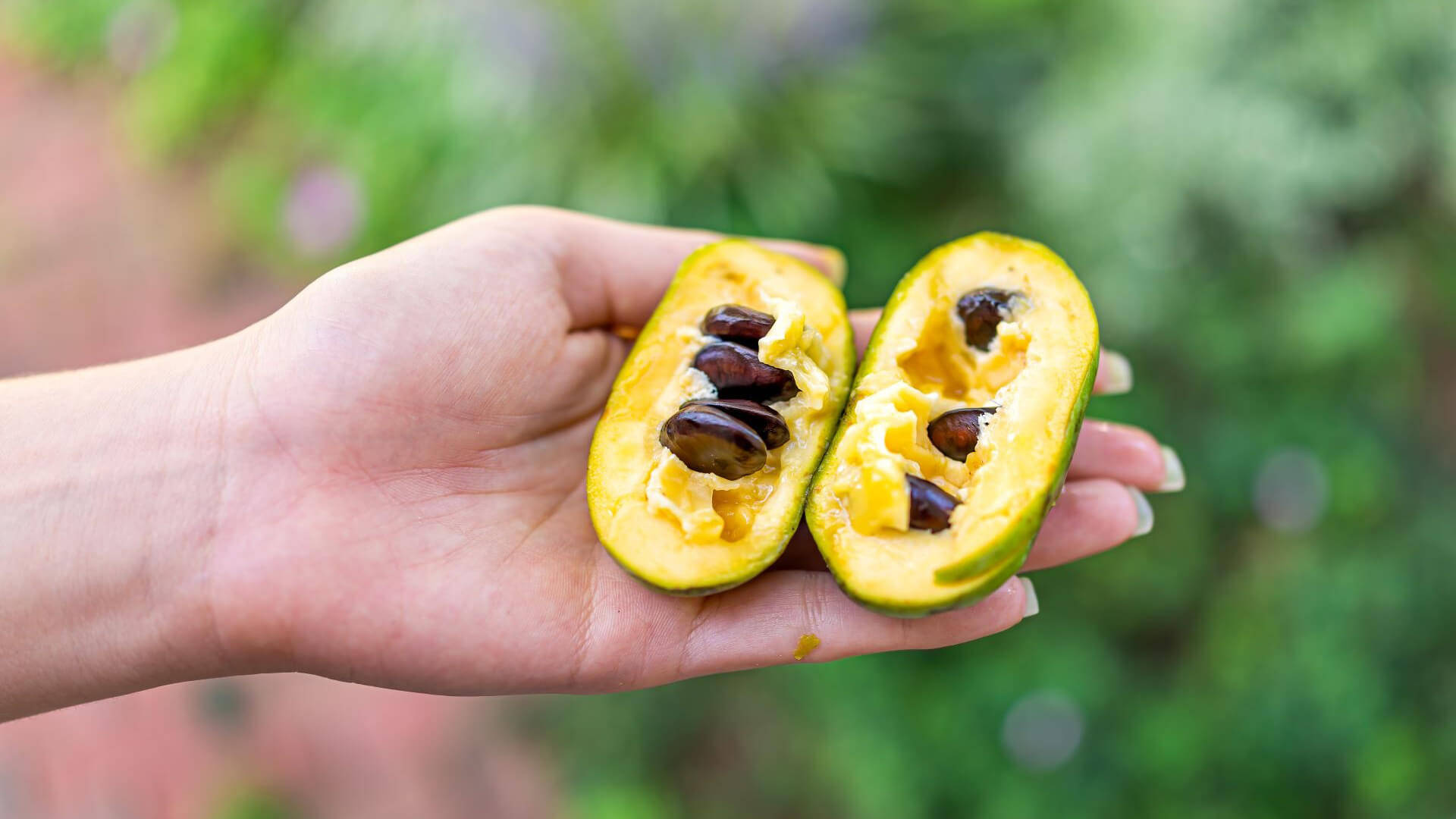 Ripe Pawpaw - The Tropical Delight Background