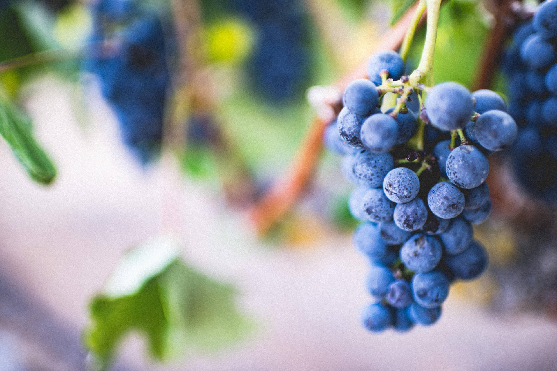 Ripe Pinot Noir Purple Grapes Background