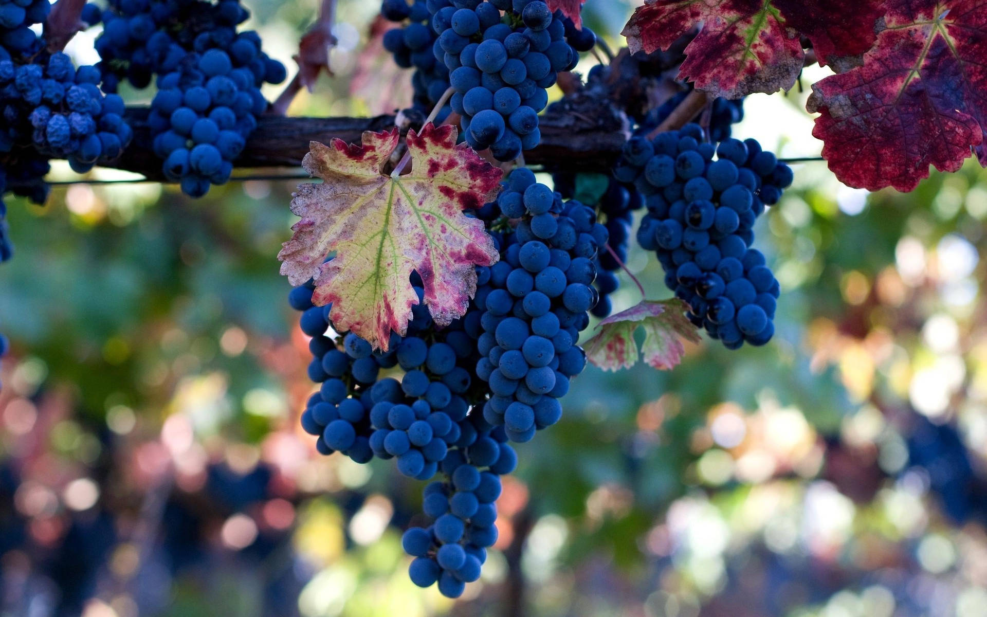 Ripe Pinot Noir Wine Grapes On The Vine Background