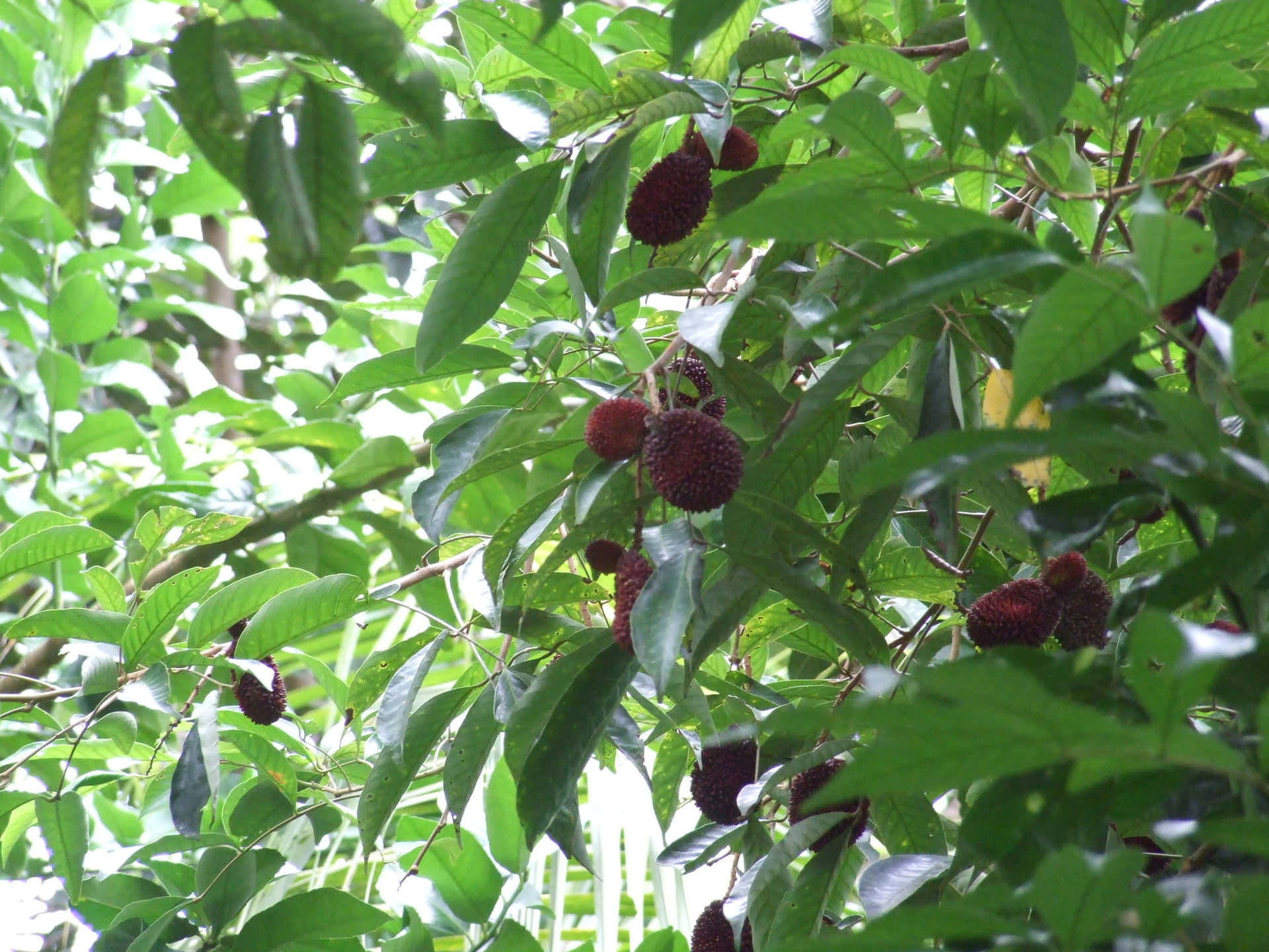 Ripe Pulasan Fruits On Tree