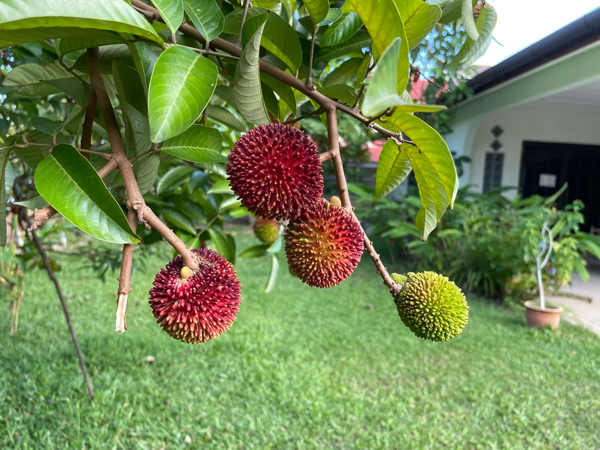 Ripe Pulasan On Tree