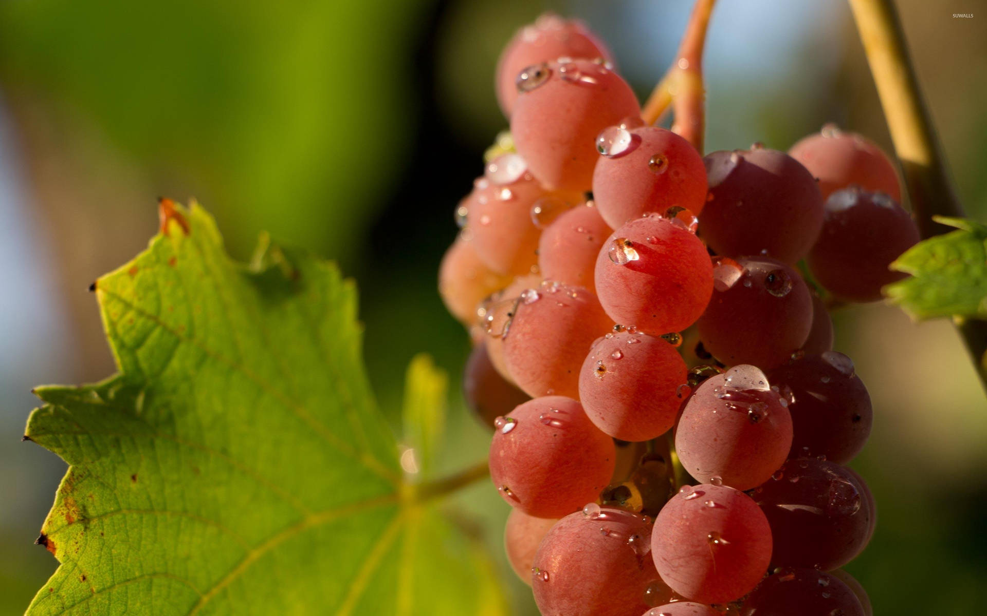 Ripe Red Globe Grapes Background