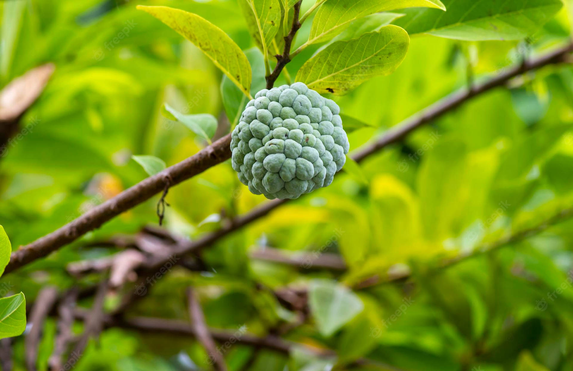 Ripe Sugar Apple Cluster On The Tree Background