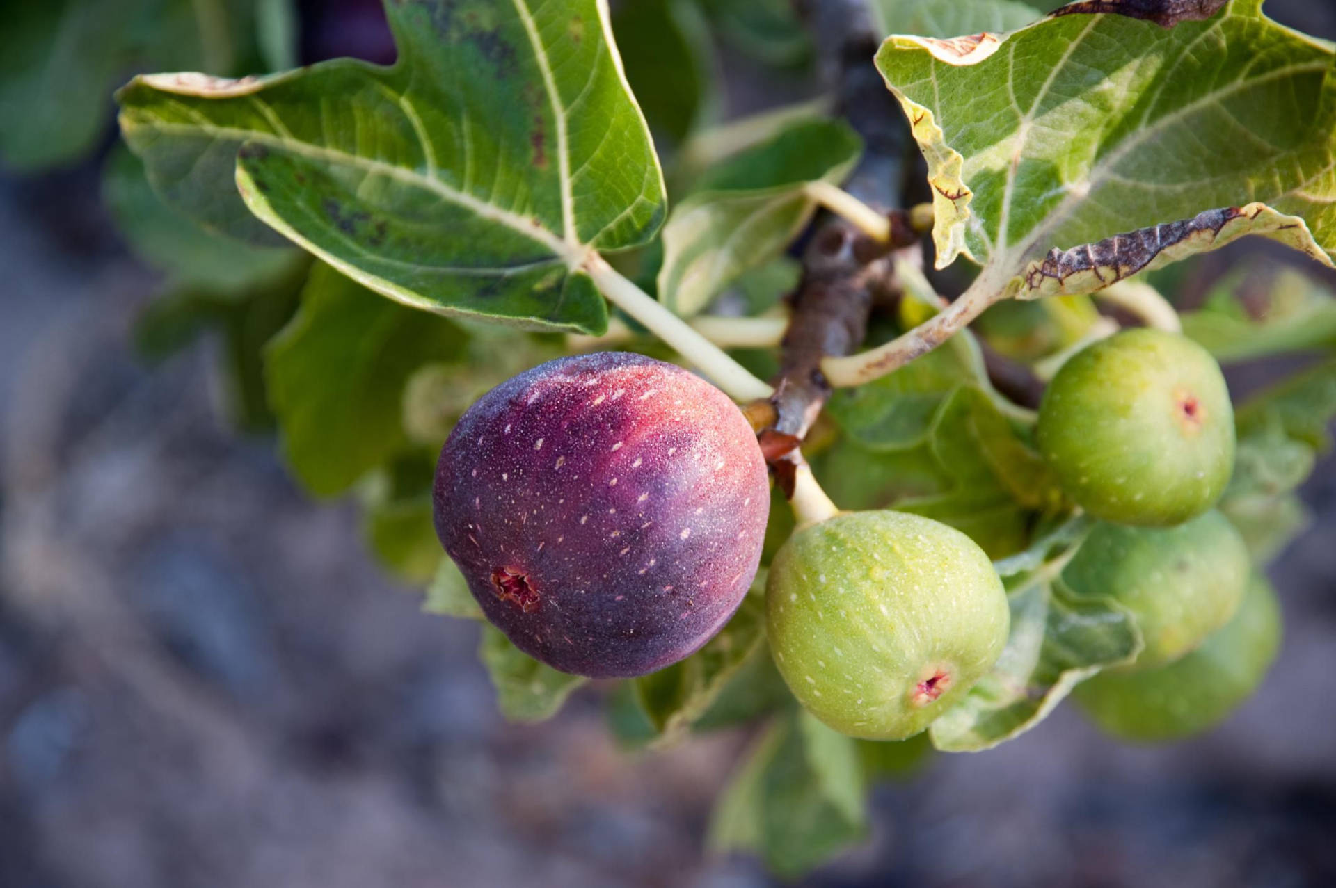 Ripen Figs On A Tree