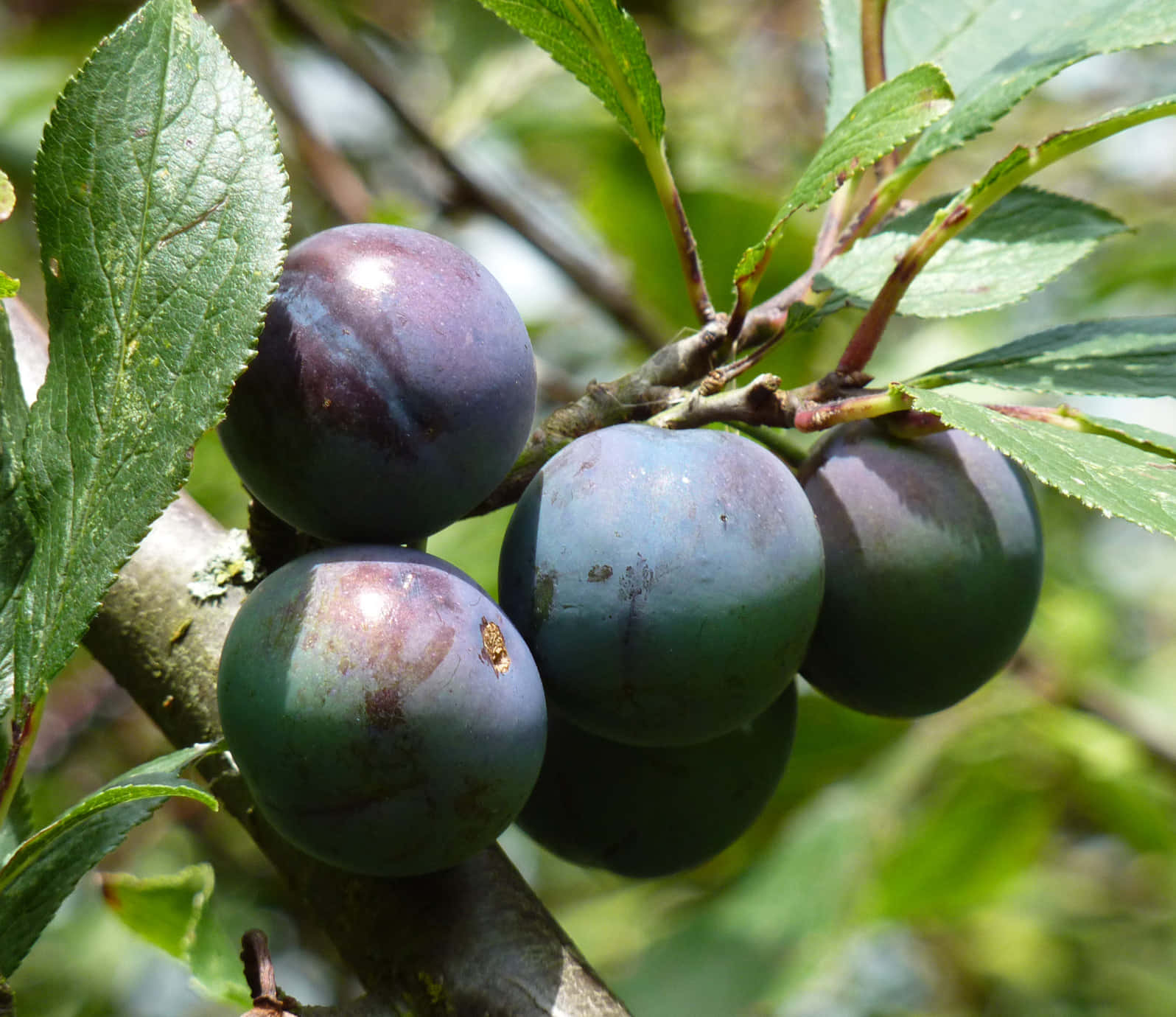 Ripening Damson Plums On A Branch