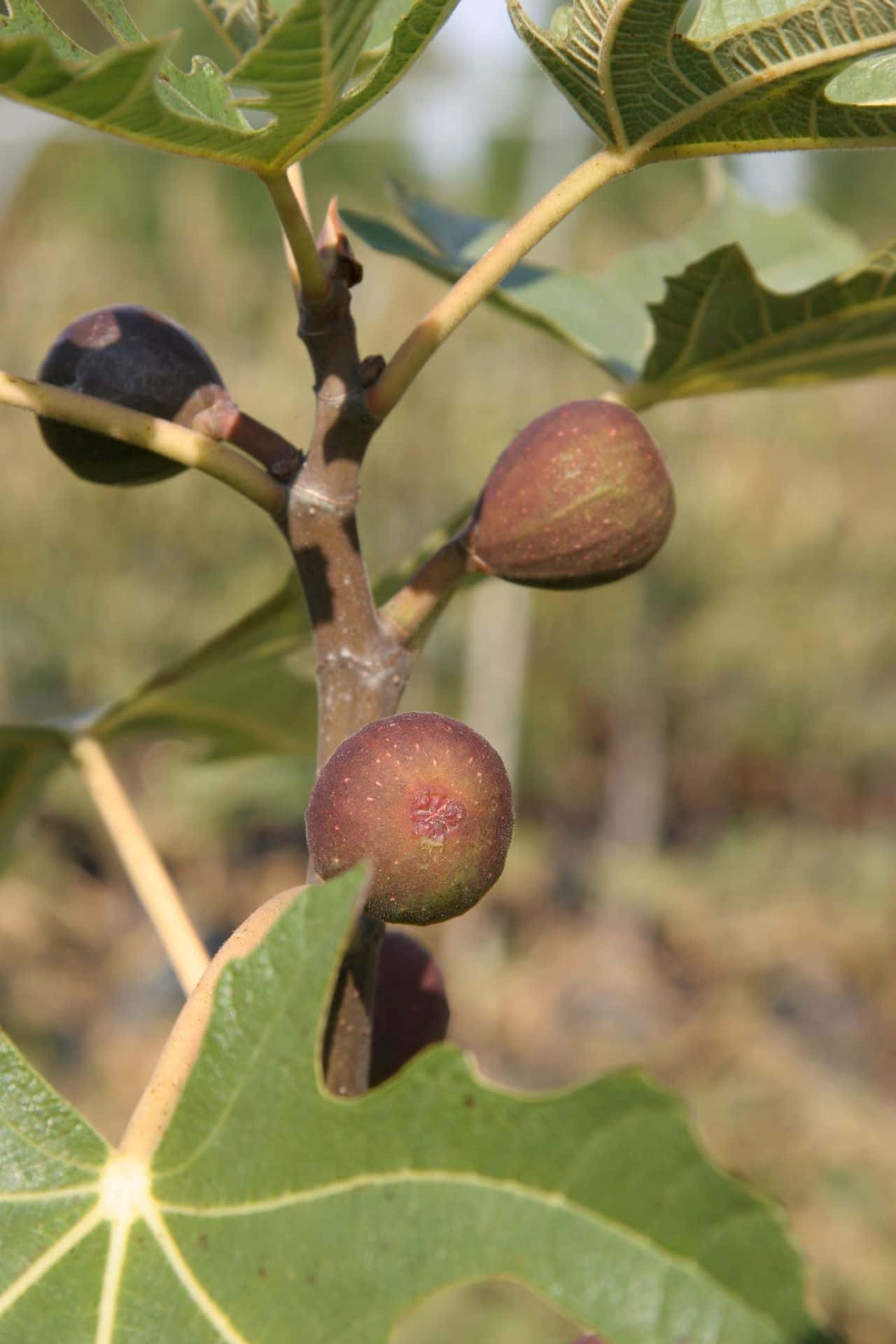 Ripening_ Figs_ On_ Branch Background