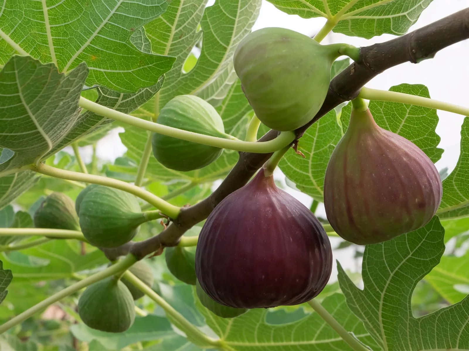 Ripening Figson Branch Background