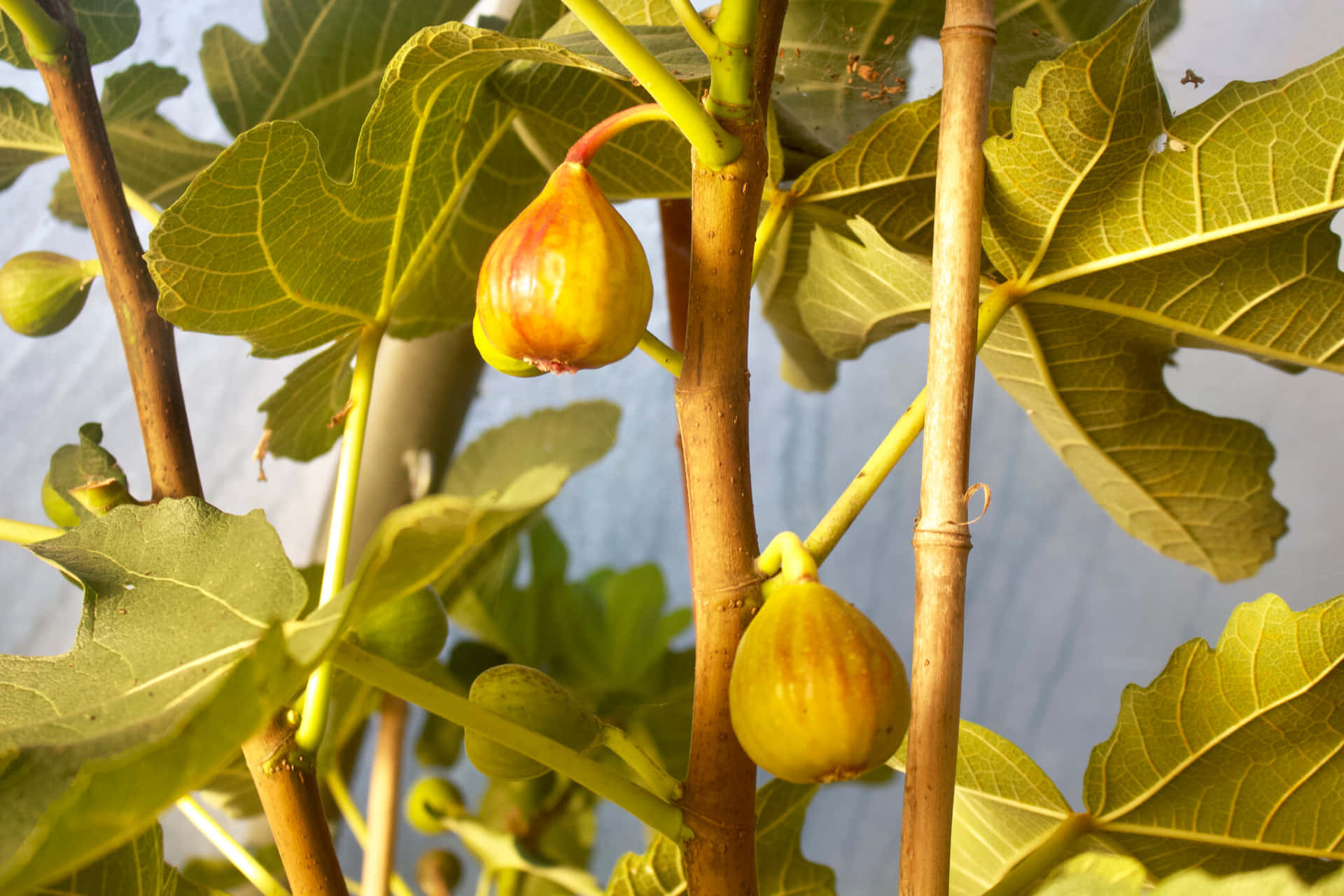 Ripening Figson Branch Background