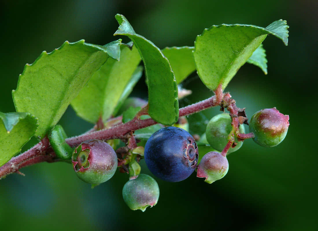 Ripening Huckleberry Branch Background