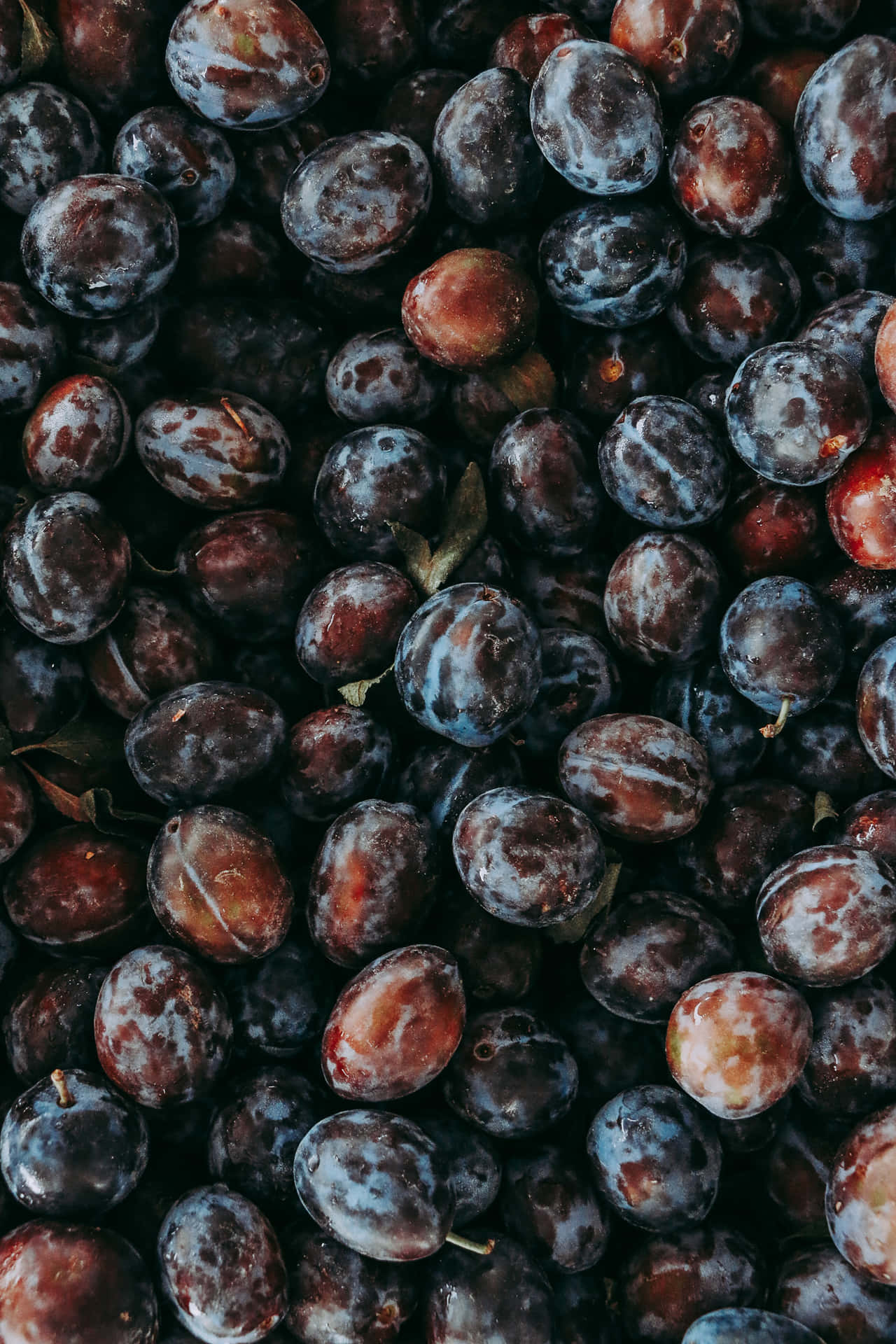 Ripening Italian Prune Plums In Vibrant Dark Red Background