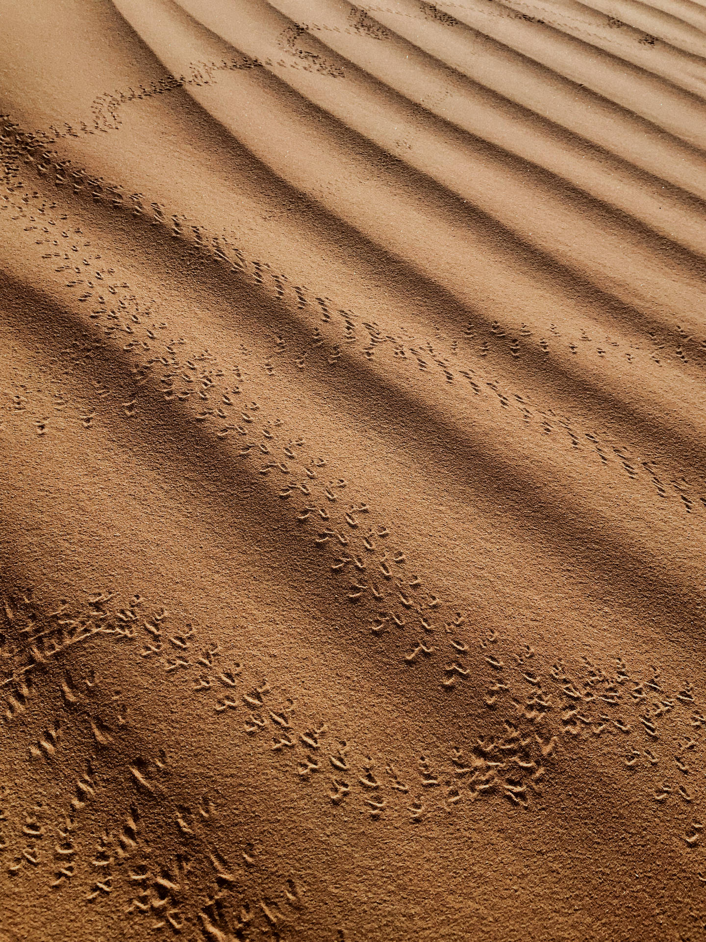 Ripples Of Sand In The Sahara Background