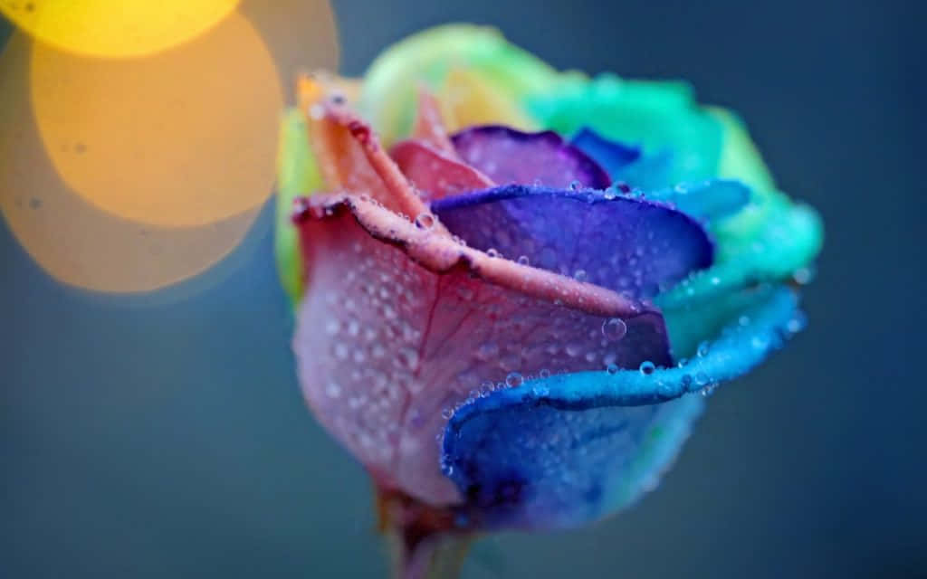 Rise To The Beauty Of Love Background