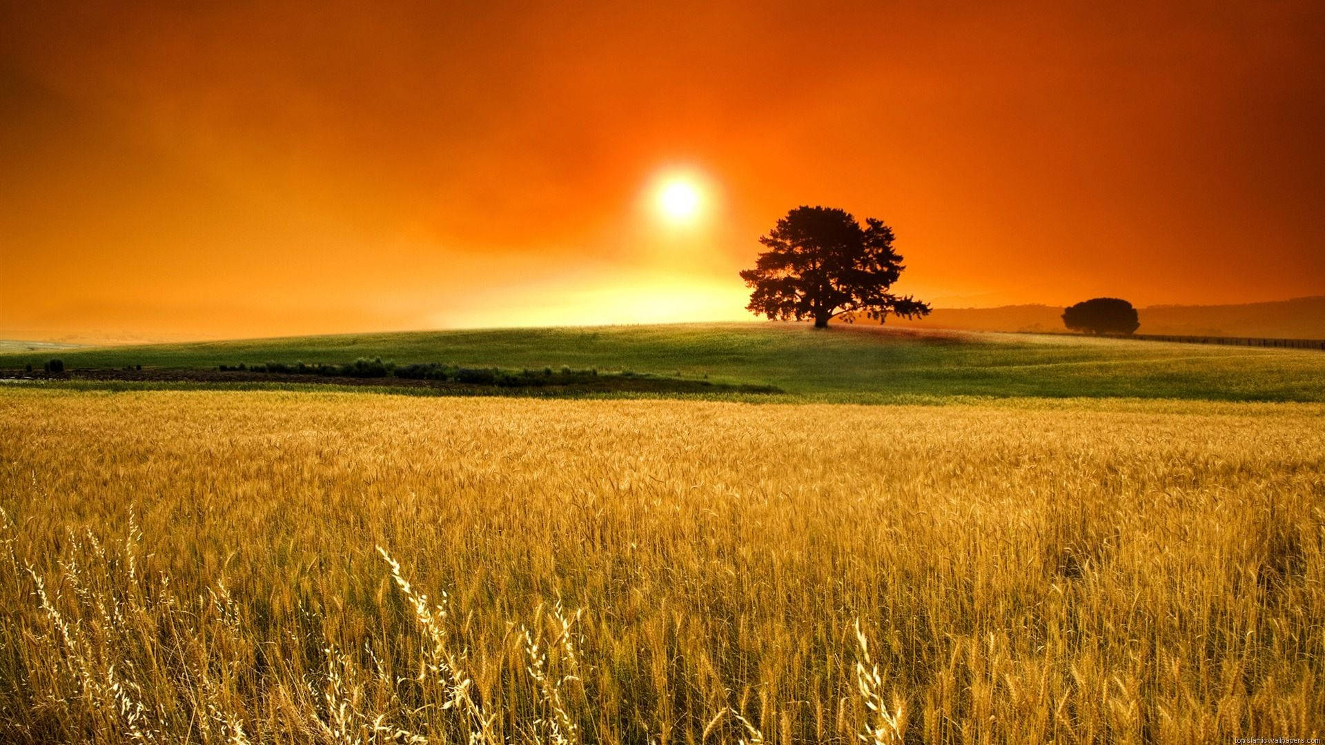 Rising Sun In Field Background