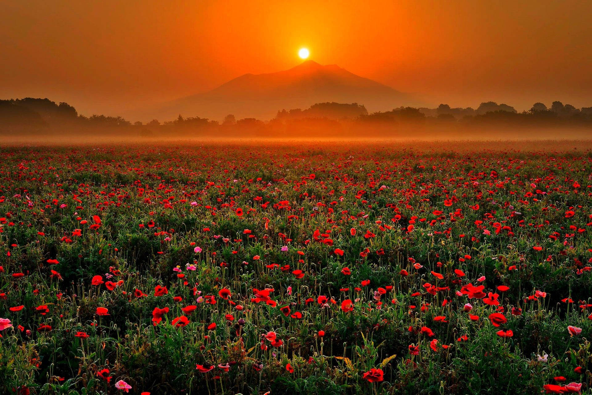 Rising Sun In Flower Field Background