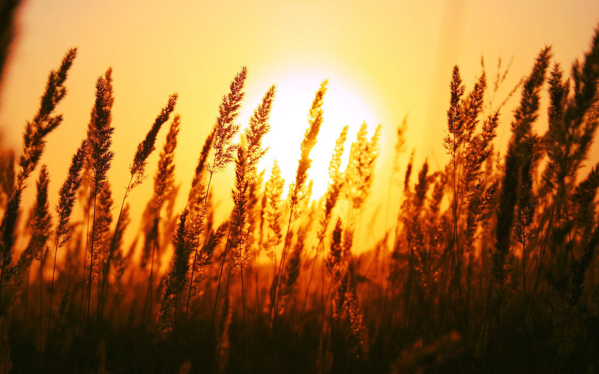Rising Sun On Grassland