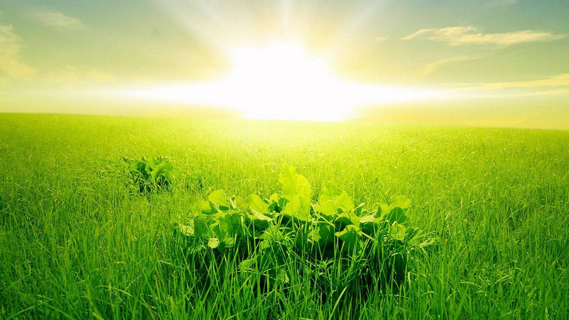 Rising Sun On Green Fields Background