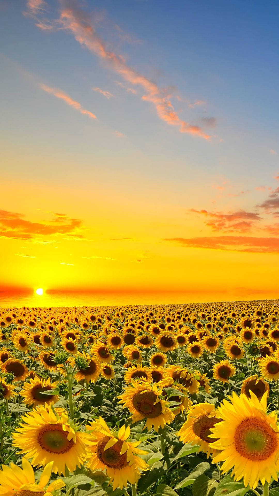 Rising Sun Over Sunflowers Iphone Background