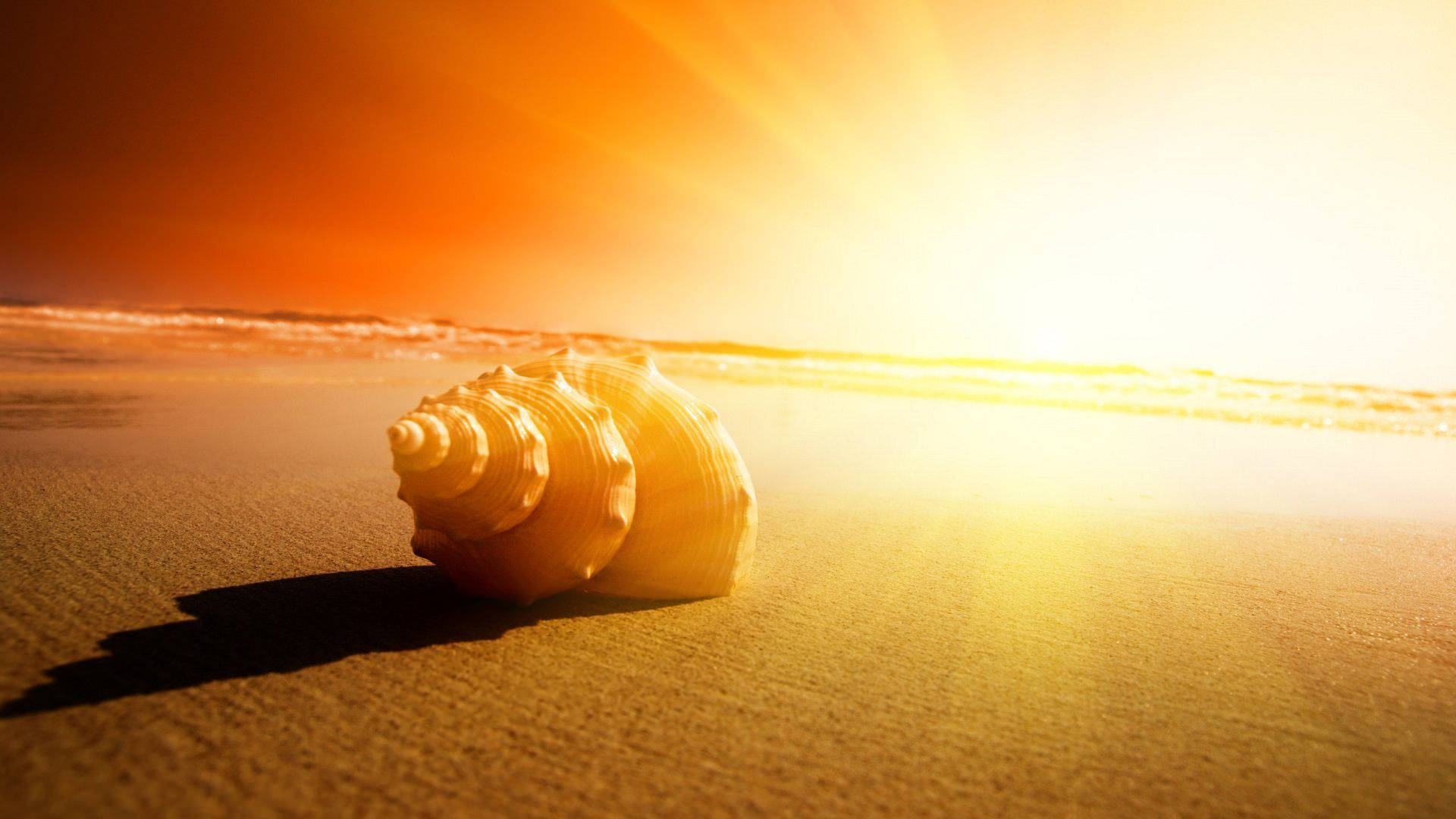 Rising Sun Snail On The Beach Background