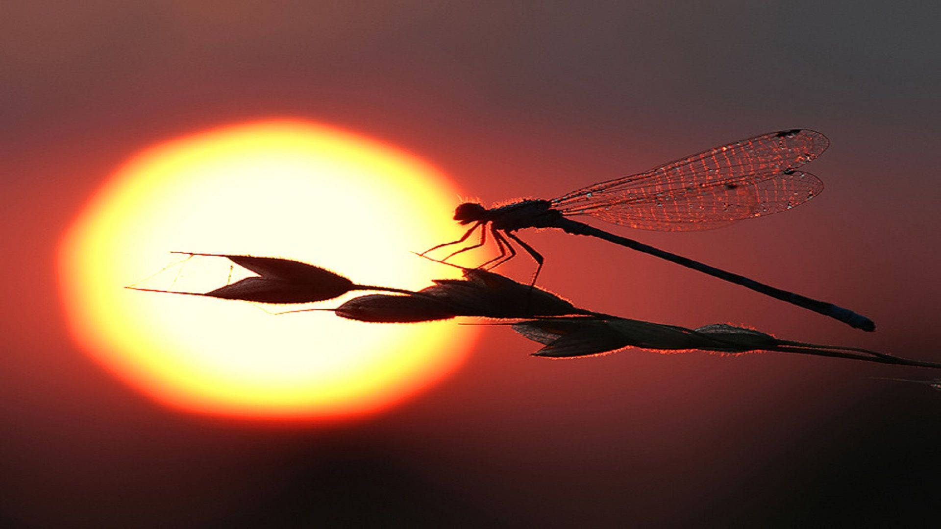 Rising Sun With Dragonfly