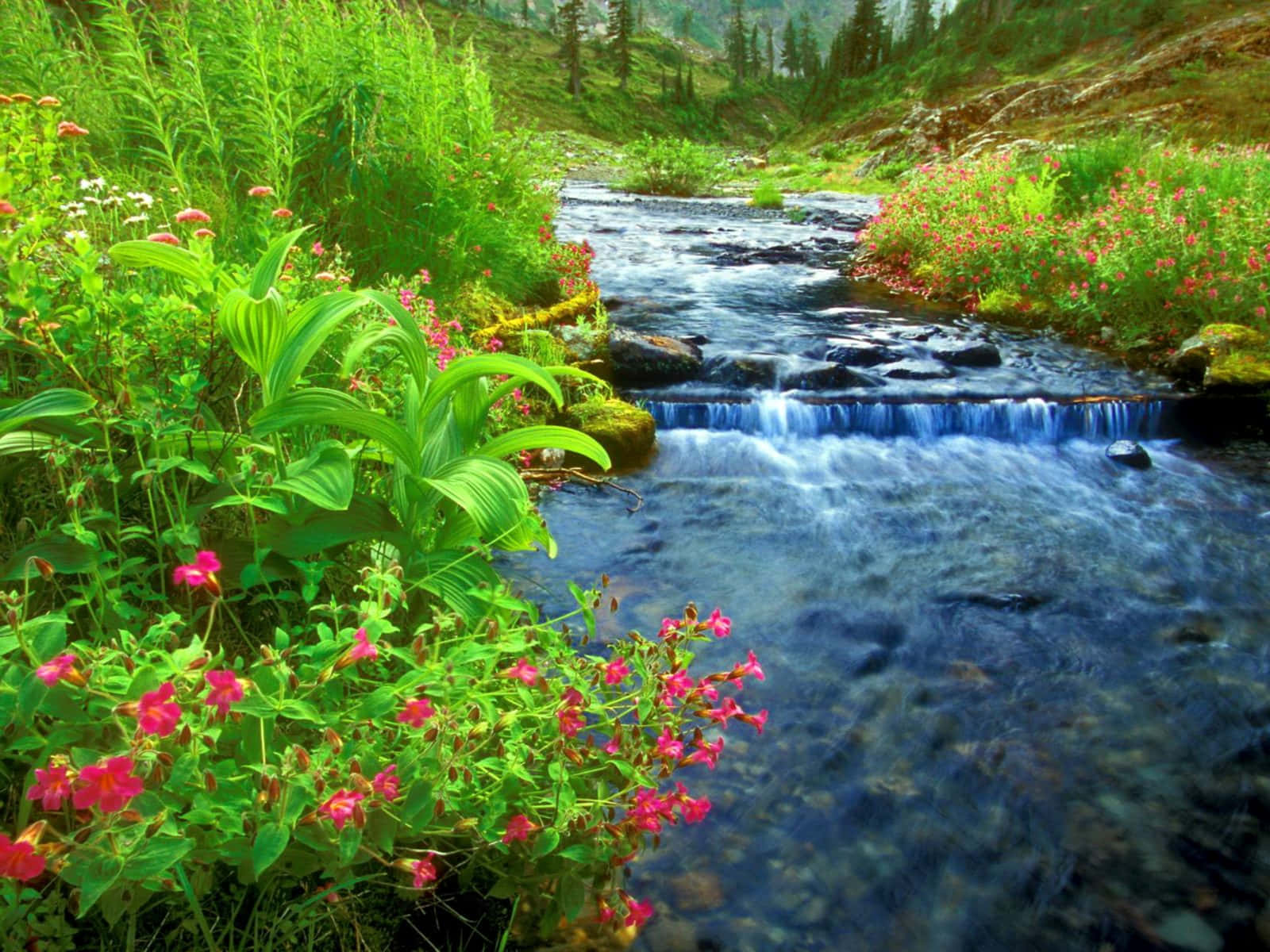 River Cascade Stream Pink Flowers Photography Background