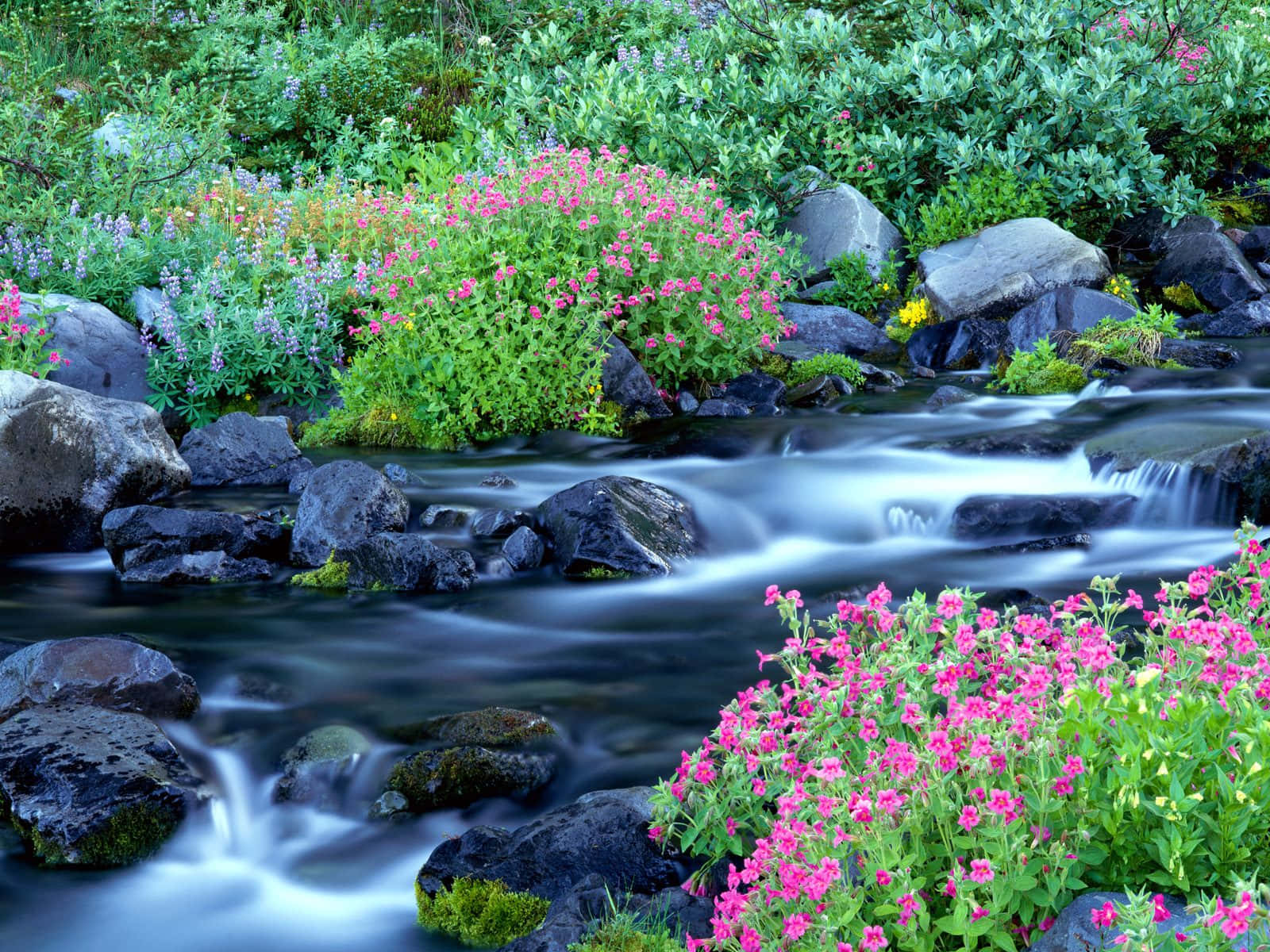 River Cascading Pink Flowers Painting Art