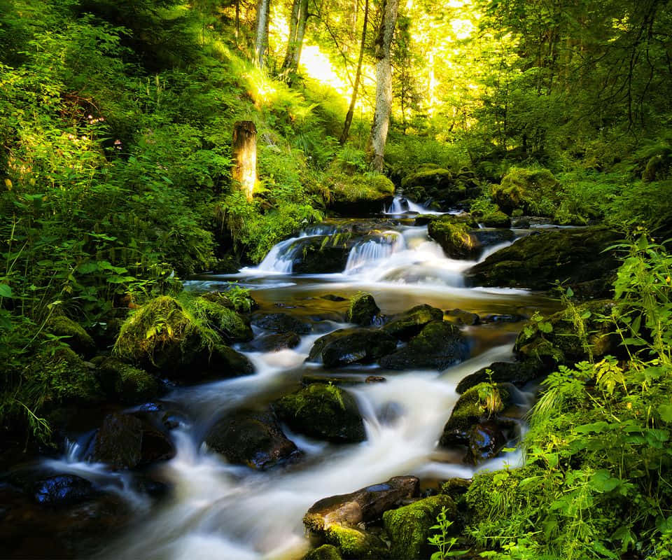 River Cascading Stream Forest Nature Photography Background