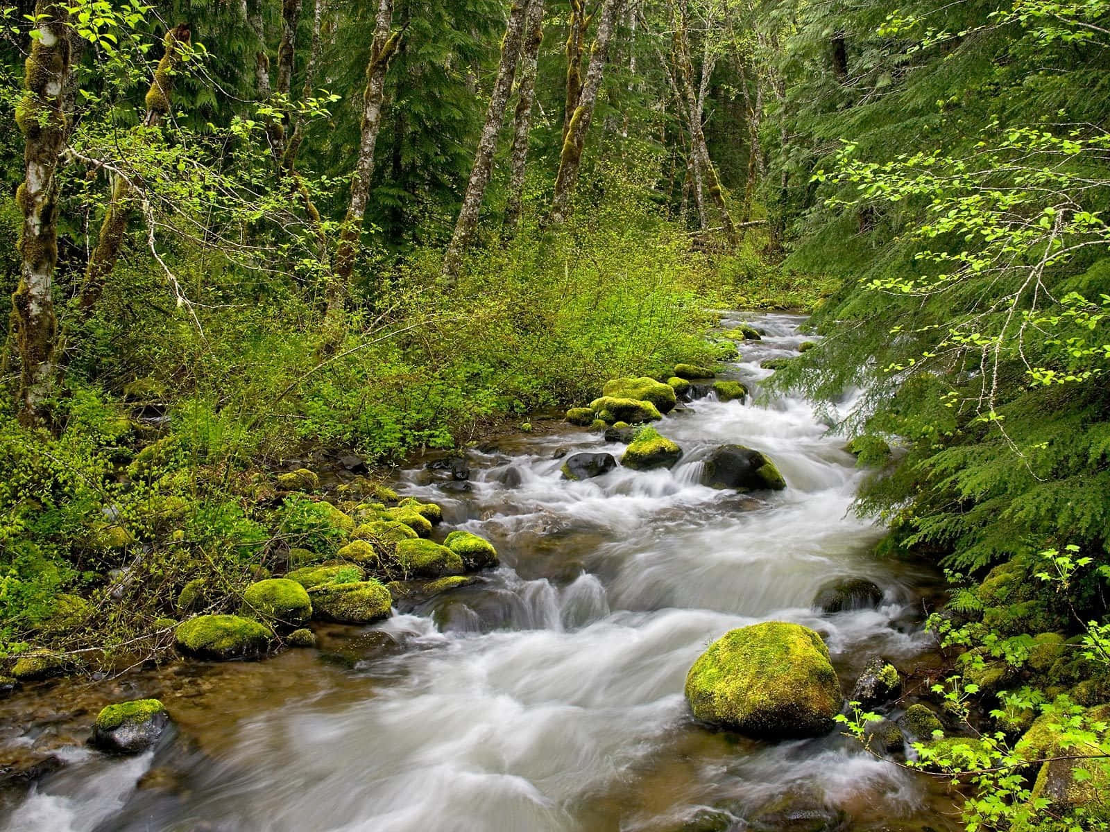 River Fast Running Cascade Nature Photography Background