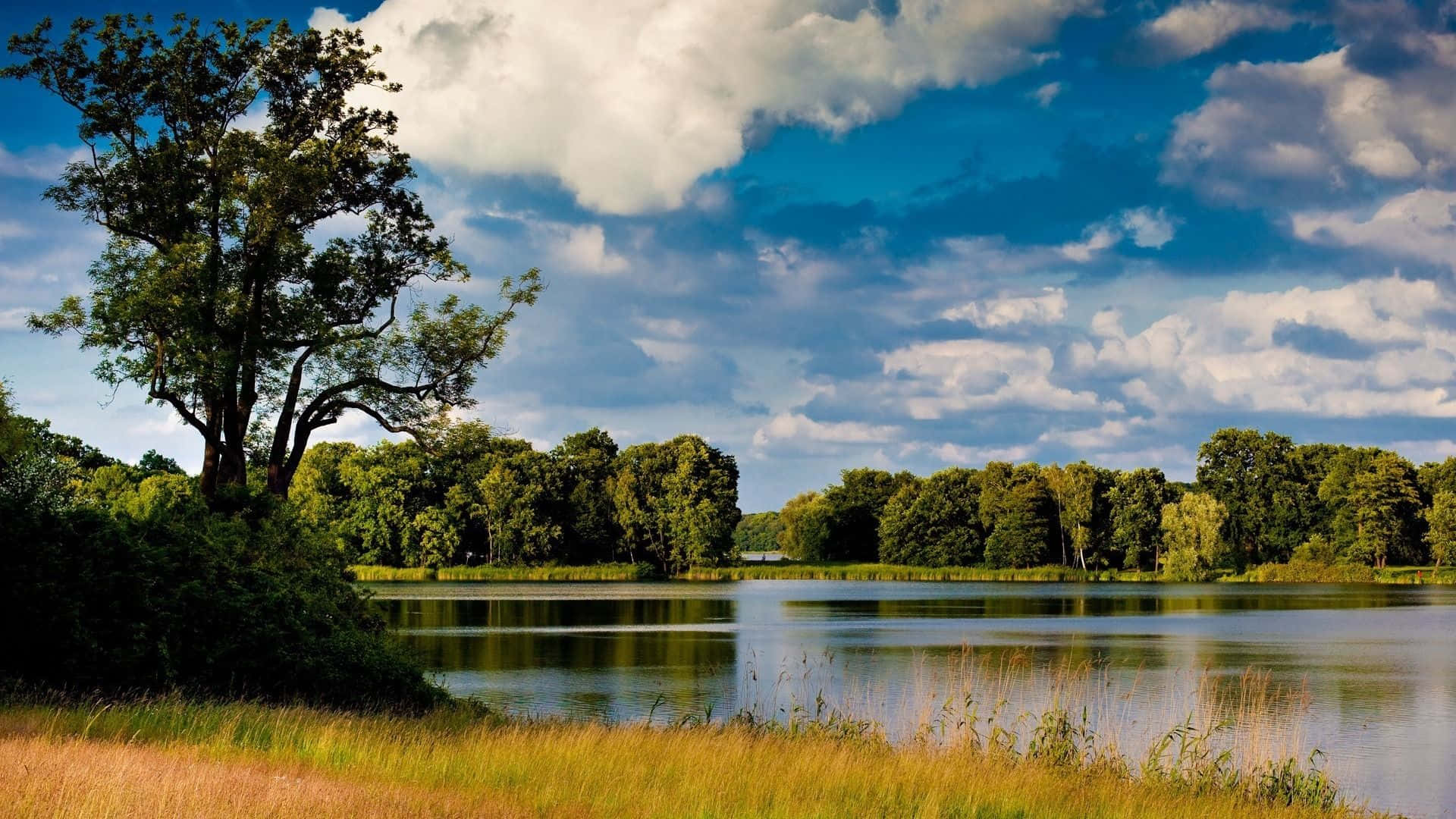 River Field Park Nature Photography Background