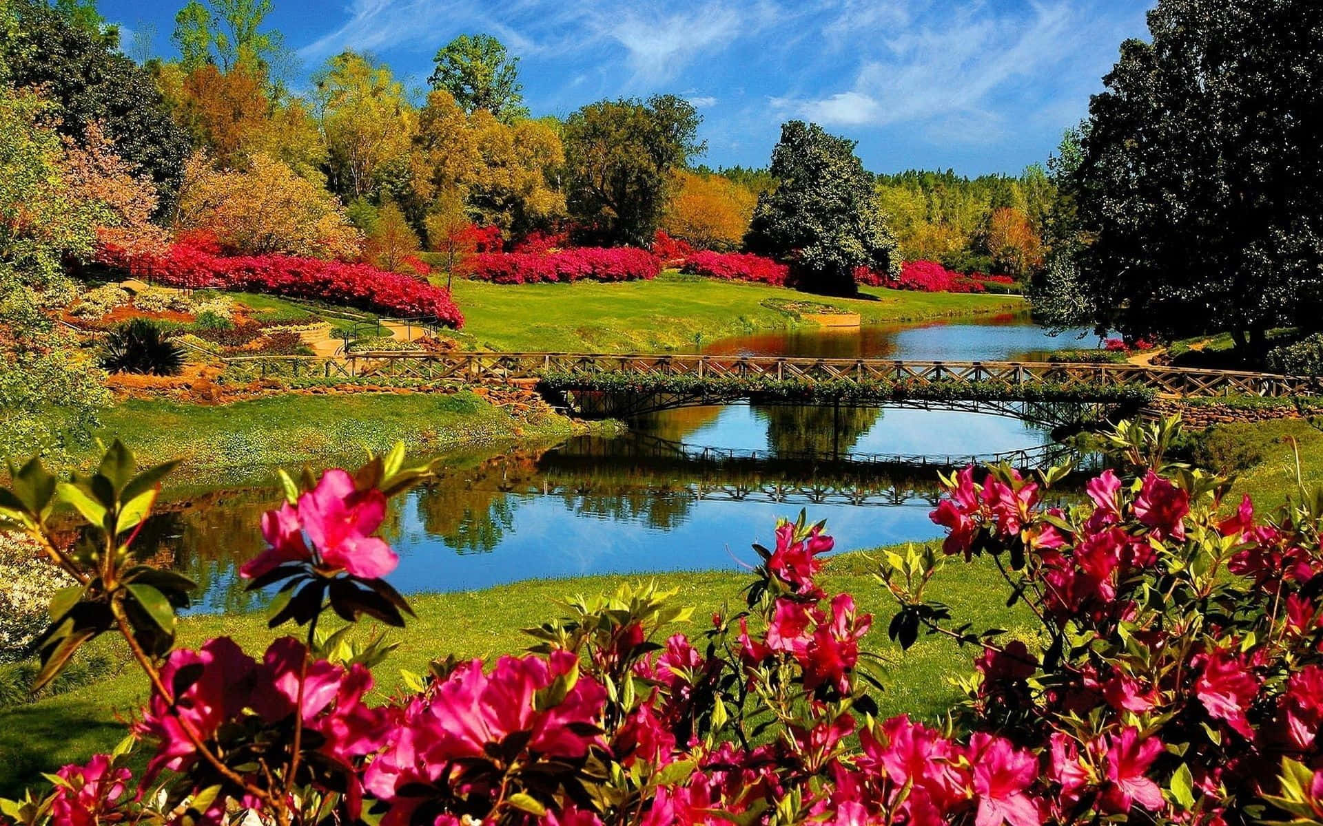 River Flower Blossoms Nature Photography Background