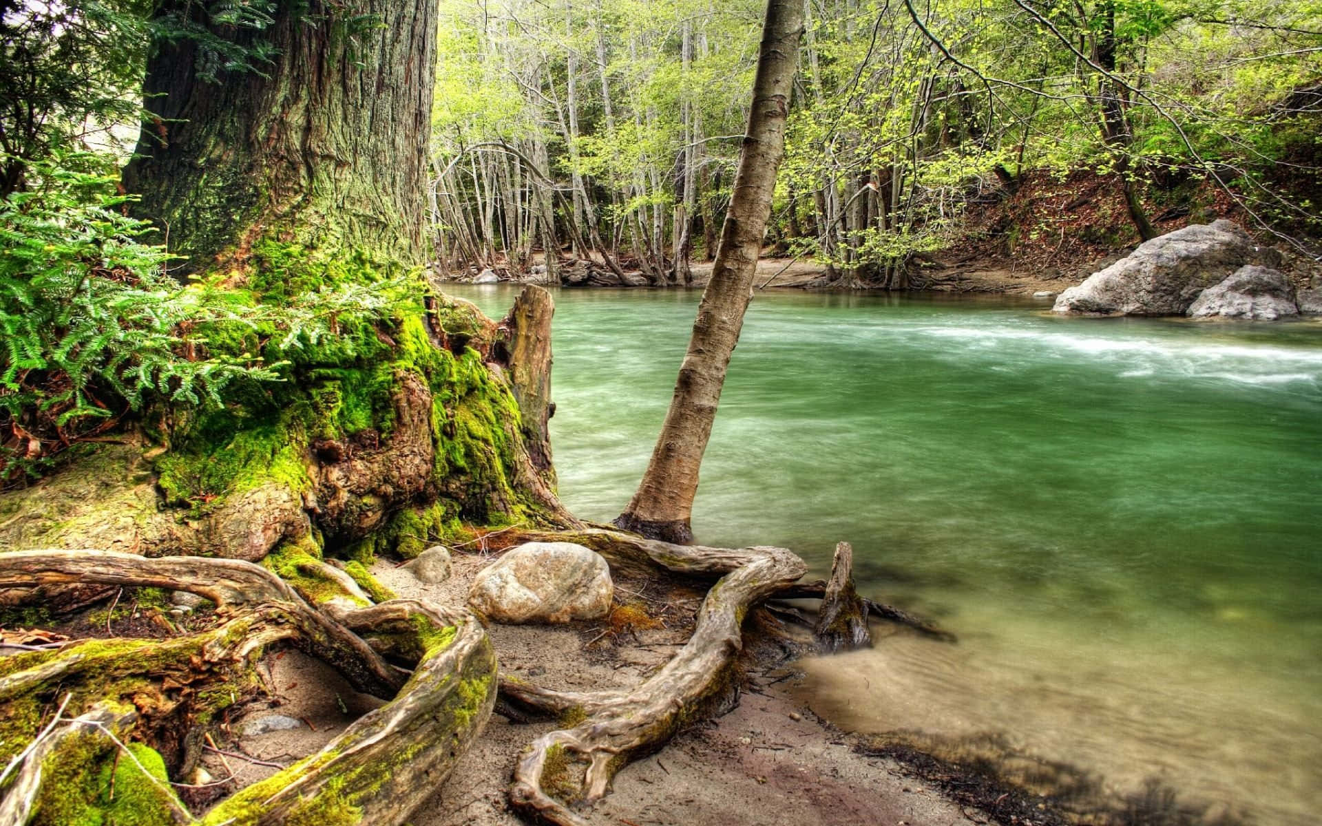 River Forest Nature Photography Background